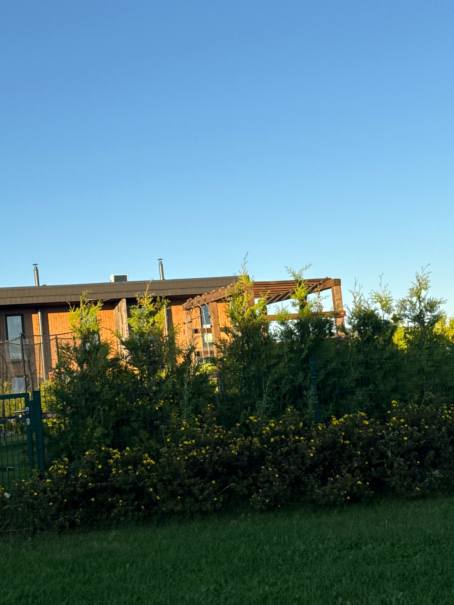 In Järveküla, Estonia, a wooden house with a dark roof and chimneys is partially obscured by a dense row of green coniferous trees and shrubs. The trees are in front of the house, with some yellow flowers scattered amongst the lower shrubs. A dark green fence runs along the left side of the frame, with a gate visible. The sky is a clear, bright blue. The foreground consists of a well-maintained green lawn.