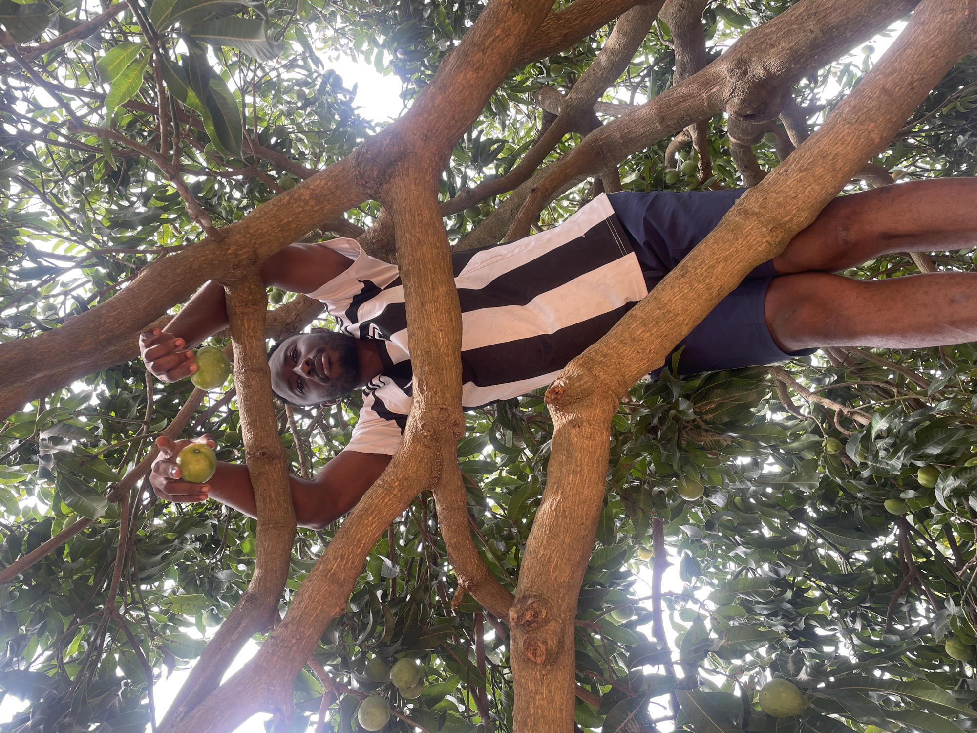 A man is sitting in a mango tree in Jos, Nigeria. He is wearing a black and white striped shirt and blue shorts. He is holding two green mangoes in his hands. The tree has many green leaves and mangoes growing on it. The sky is visible through the branches.