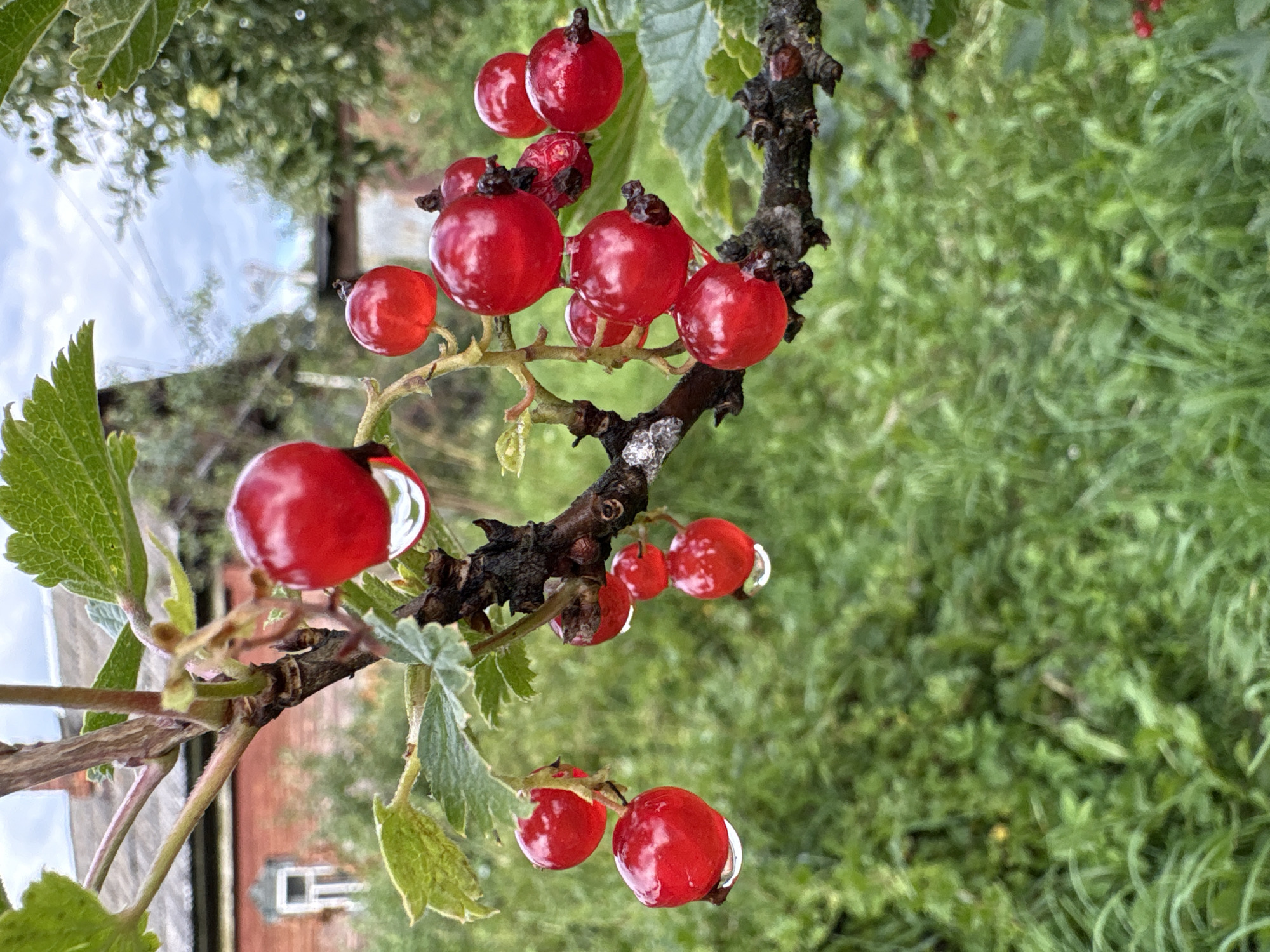 A close-up shot focuses on a branch of red currants, laden with ripe, glossy berries. Several berries are visible, glistening with water droplets, suggesting recent rain or dew. The berries are clustered together, with some hanging lower than others. The branch itself is dark and woody, with a few green leaves interspersed. In the background, a blurry view of a red brick house with a white-framed window is visible, along with green foliage and a cloudy sky. The overall impression is one of a rural or suburban garden setting in Vetluzhsky, Russia, highlighting the fresh harvest of red currants.