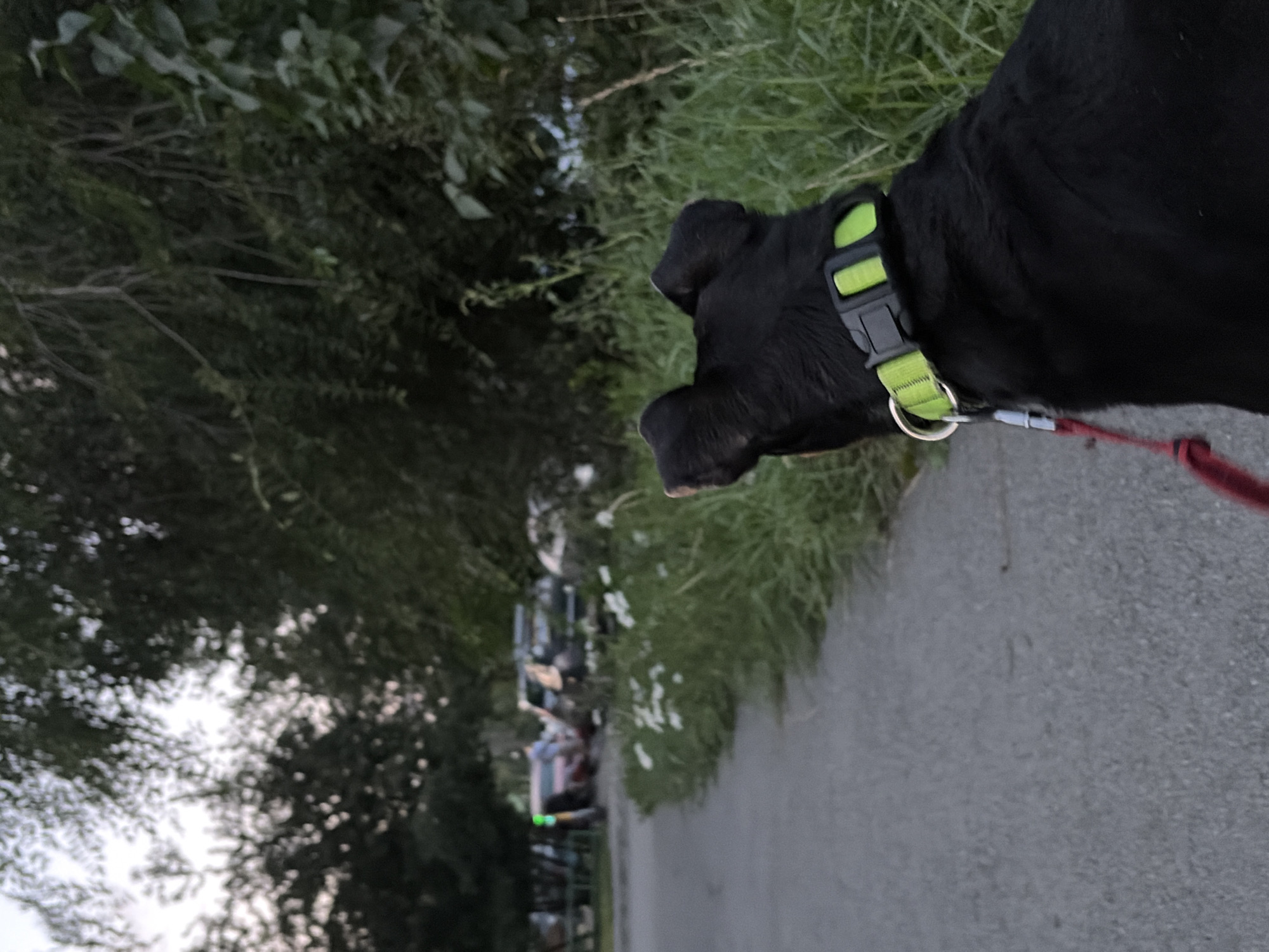 The image depicts a black dog with a lime green collar facing away from the camera, looking down a paved path. The path is bordered by tall green grass and white flowers on the right side. In the background, several parked cars are visible, along with trees and a glimpse of the sky. The lighting suggests it is late afternoon or early evening. While the image is not specific to Chelyabinsk, Russia, the scene depicts a typical outdoor urban or suburban environment.