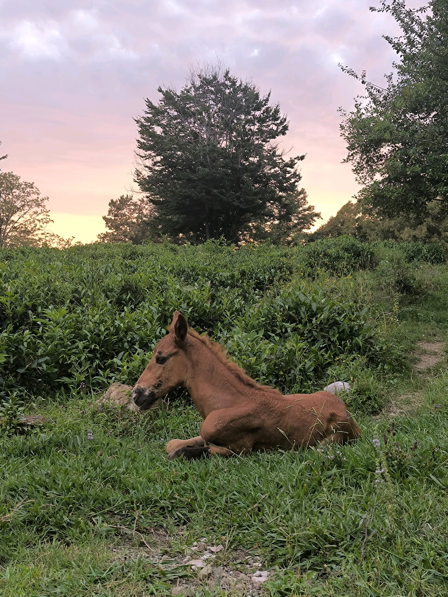 A brown foal lies in a grassy field with green foliage behind it. The sky above is a soft pink and purple, suggesting either sunrise or sunset. Trees are visible in the background. The foal is the primary subject and is positioned in the lower right quadrant of the image, resting its head on the ground. The environment appears to be rural or natural, possibly a meadow or pasture.