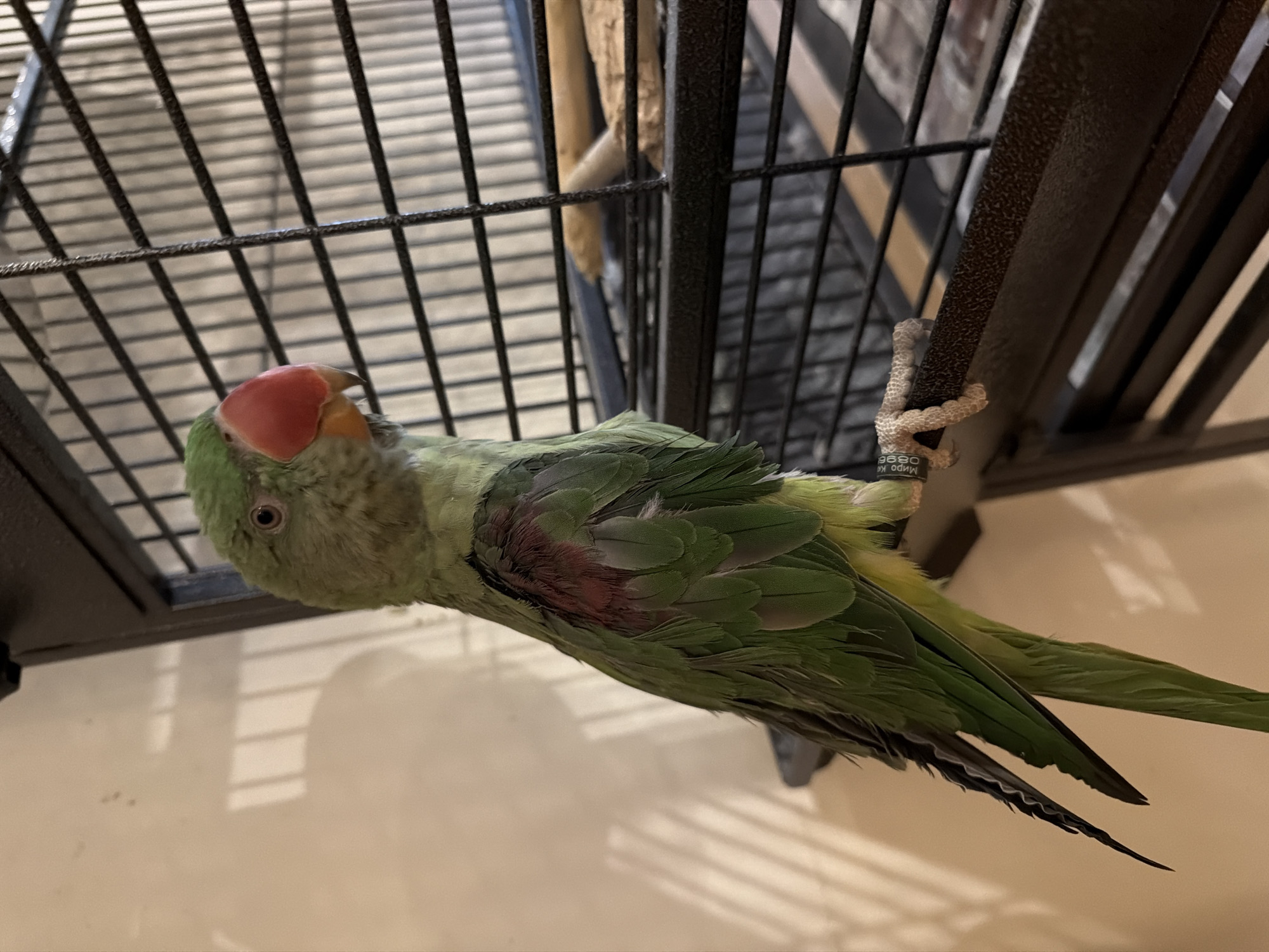 A green parakeet with a red beak is perched on the edge of its cage. The cage is made of black metal bars and has a wooden perch inside. The background is a beige wall with shadows cast on it. The parakeet is facing left and its body is mostly green with some reddish feathers on its wings. Its feet are gripping the perch. The location is not specified in the image.
