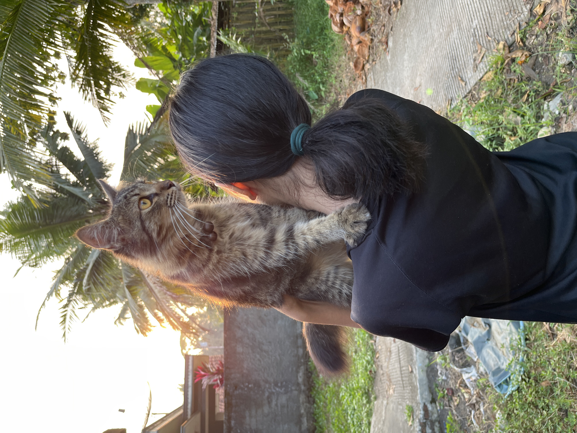 In the city of Tambakreja, Indonesia, a person with dark hair pulled back in a ponytail is holding a tabby cat. The cat, facing to the right, looks toward the setting sun. The background features palm trees, a building with red plants in front of it, and a fence made of bamboo. The ground is covered with grass and a concrete path. The scene appears to be outdoors, likely in a residential area given the house and fencing. The lighting suggests it is late afternoon or early evening.
