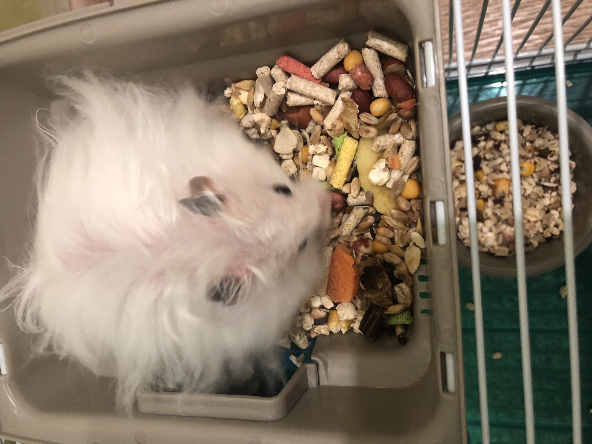 A fluffy, white hamster is inside a plastic cage with a food dish. The hamster is facing away from the camera, with its head lowered and partially obscured by its fur. The food dish is filled with a mixture of seeds, pellets, and dried fruit. The cage is made of beige plastic, with a green mat visible beneath the bars. The image is taken from above, looking down into the cage. The scene is set in Solikamsk, Russia.