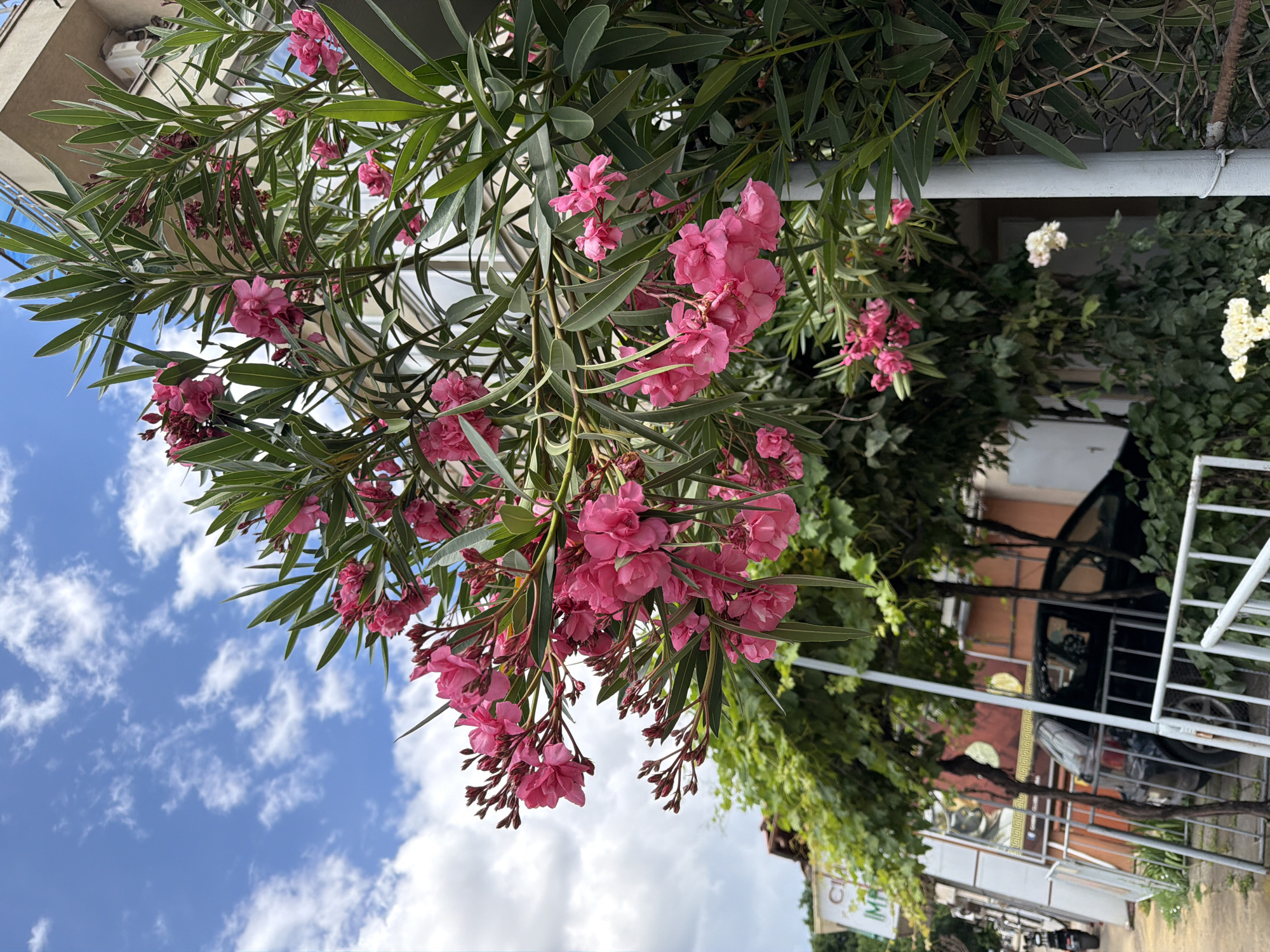 This image depicts a close-up view of pink oleander flowers and their long, dark green leaves, framing a scene in Pazardzhik, Bulgaria. The flowers are abundant, clustered on branches that extend towards the viewer and upward towards a bright blue sky dotted with white, wispy clouds. In the background, a multi-story building with balconies is partially visible, its facade a light beige color.
Below the foliage, hints of an urban environment emerge. A dark-colored car is parked behind a white metal fence, with part of its interior and exterior visible. The fence extends across the lower portion of the image. To the left of the car, a sidewalk or pathway is visible, and a few signs are present on what appears to be the side of a building or a stand. There is also a motorcycle parked on the left edge of the frame. Green vines and trees are present behind the car and fence, suggesting a mix of vegetation within the urban setting. The overall impression is a vibrant natural element, the oleander, set against the backdrop of a typical city street in Pazardzhik.