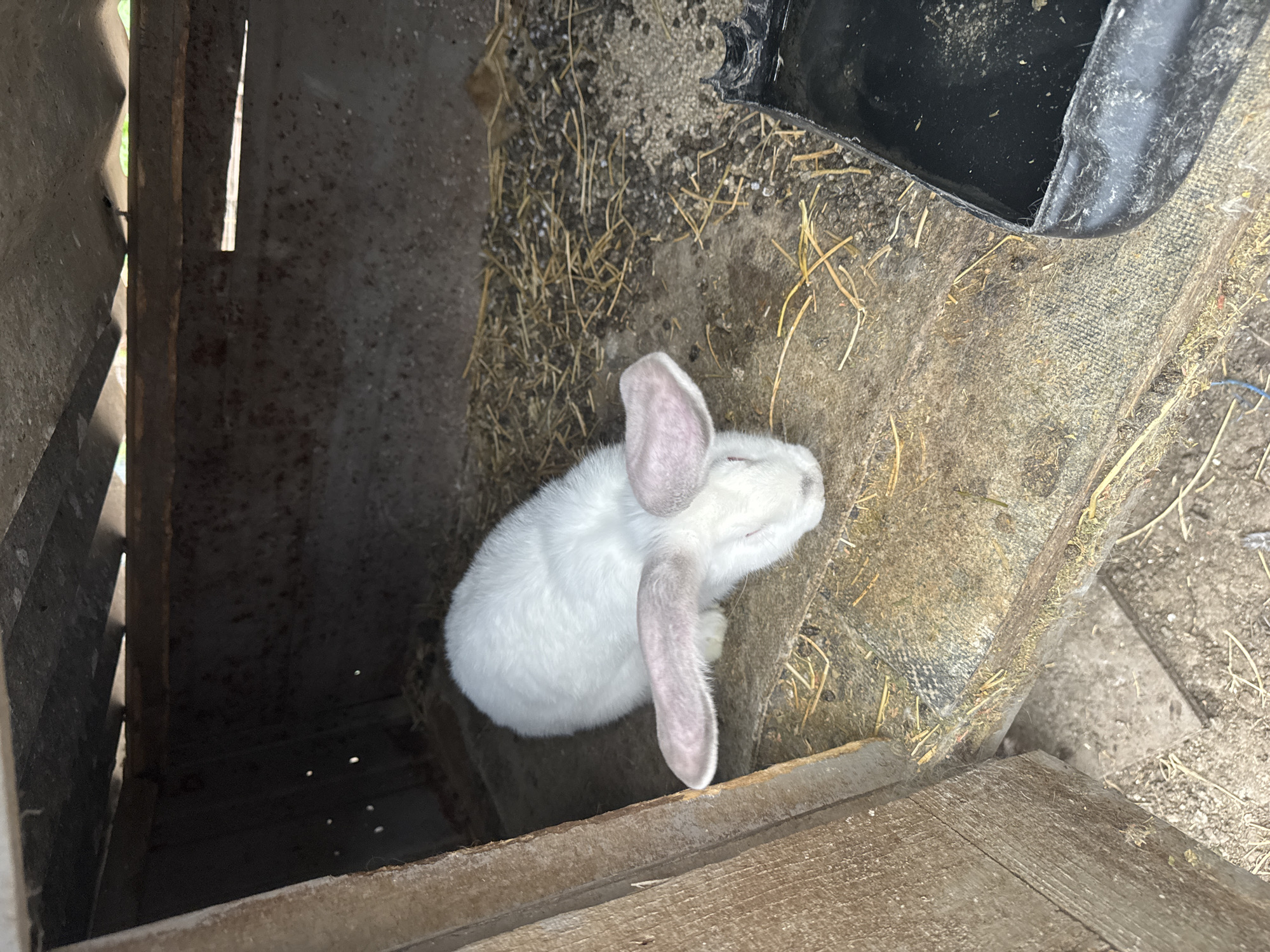 A medium-angle shot depicts a white rabbit inside a wooden structure, likely a hutch. The rabbit, with its ears prominently displayed, is positioned on a surface covered with hay. A black container is visible in the upper right corner, and to the left, there is a dark recess. The photograph appears to be taken in a rustic or rural environment. There is no information to indicate this picture was taken in the city of Sarnevo, Bulgaria.