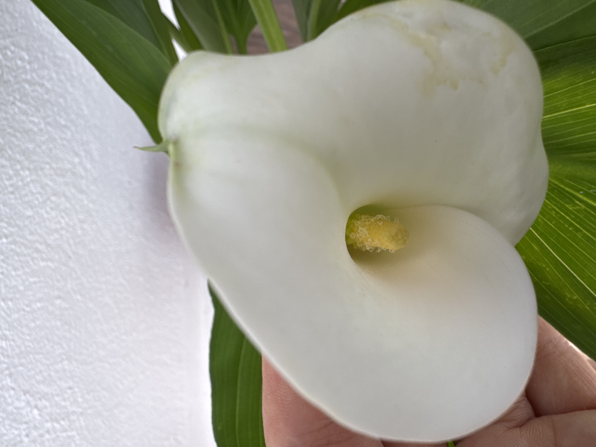 The image shows a close-up of a white calla lily, with a yellow stamen in the center. The flower is partially held by a person's hand, visible on the left side of the frame. Green leaves are visible behind and below the flower. The background is a white, textured wall. There is no indication of the location being Vallada, Spain, in the image.