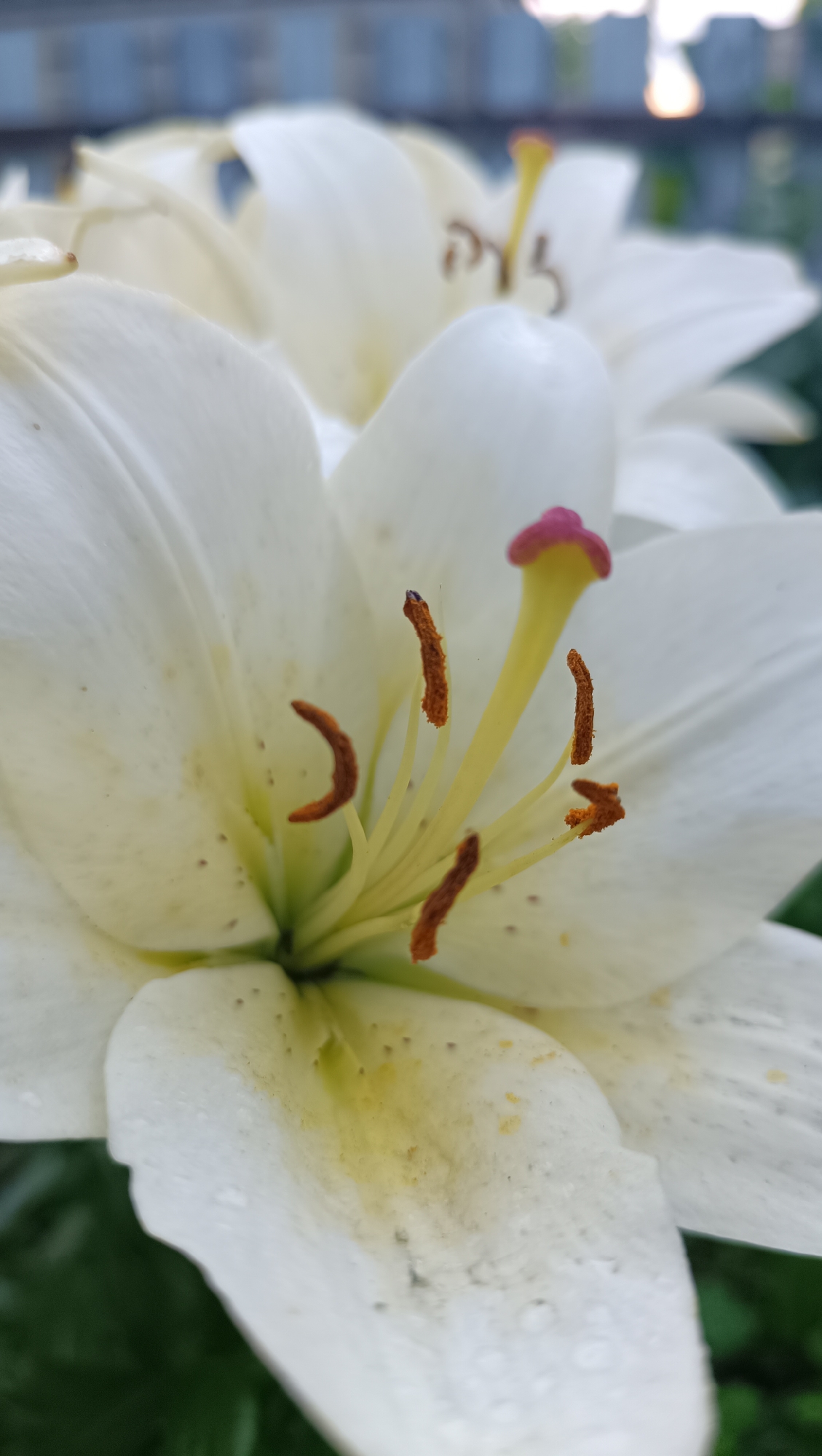 A close-up, eye-level shot of a white lily flower. The flower's pistil and stamens are prominent in the center, with pollen visible on the anthers. The petals are white with some yellowing towards the center and small brown spots. There are a few water droplets on the petals. The background is blurred, showing a hint of green foliage and a blue structure, possibly a fence or building, with some light reflecting from above. The image does not contain any information that could be used to determine its location in the city of Karsha, Russia.