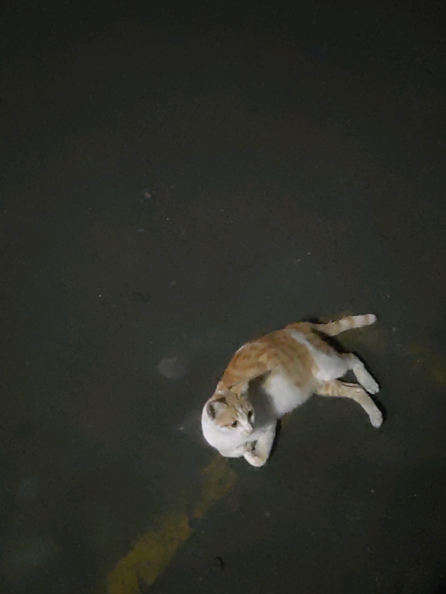 A ginger and white cat lies on a dark asphalt surface, possibly a road or parking lot. The cat is curled on its side, with its head turned to the left, facing the camera. Its front paws are tucked in, and its hind legs are extended. There is a faint yellow line marking on the asphalt to the left of the cat, possibly a lane divider or parking space marker. The background is dark and indistinct, suggesting it is nighttime or the lighting is dim.