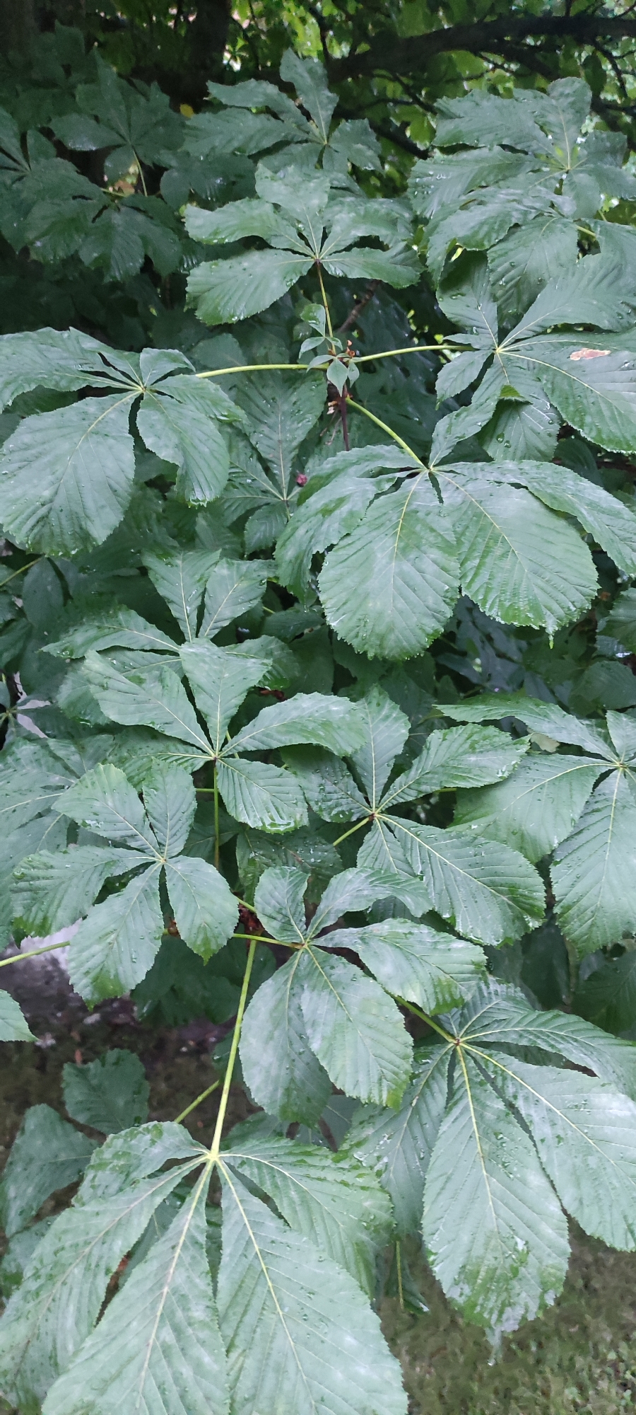 A close-up shot captures the large, palmately compound leaves of a horse chestnut tree. The leaves are a deep green and appear slightly wet, with water droplets visible on their surfaces, suggesting recent rain or dew. The texture of the leaves is ribbed, with prominent veins radiating from the central point where they attach to the stem. Several stems are visible, intertwined with the foliage. The background consists of darker green leaves and tree branches, creating a dense, leafy canopy. In the lower portions of the image, glimpses of grass and possibly a stone surface can be seen through the leaves. The overall impression is one of lush, natural growth. The scene is not specified to be in Rosinka, Russia.