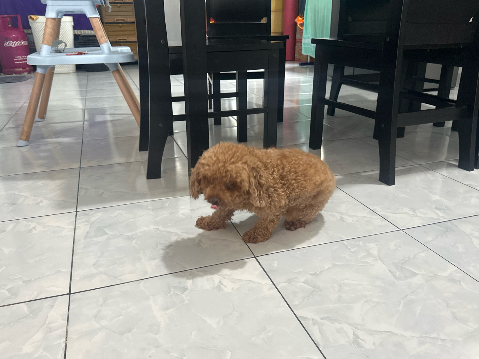 A small, fluffy, brown toy poodle is positioned on a white tiled floor in what appears to be a dining or living area. The dog is in a low crouch, with its tongue slightly out, and its head is turned to the left. The dog's shadow is cast on the floor to its left. In the background, there are several black chairs, suggesting a dining set. To the left of the dog, a light blue high chair with wooden legs is visible. The floor is made of large, light-colored tiles with a marble-like pattern. The overall scene suggests an indoor domestic environment. The image does not contain any visual cues to indicate it is located in the City of Binjai, Indonesia.