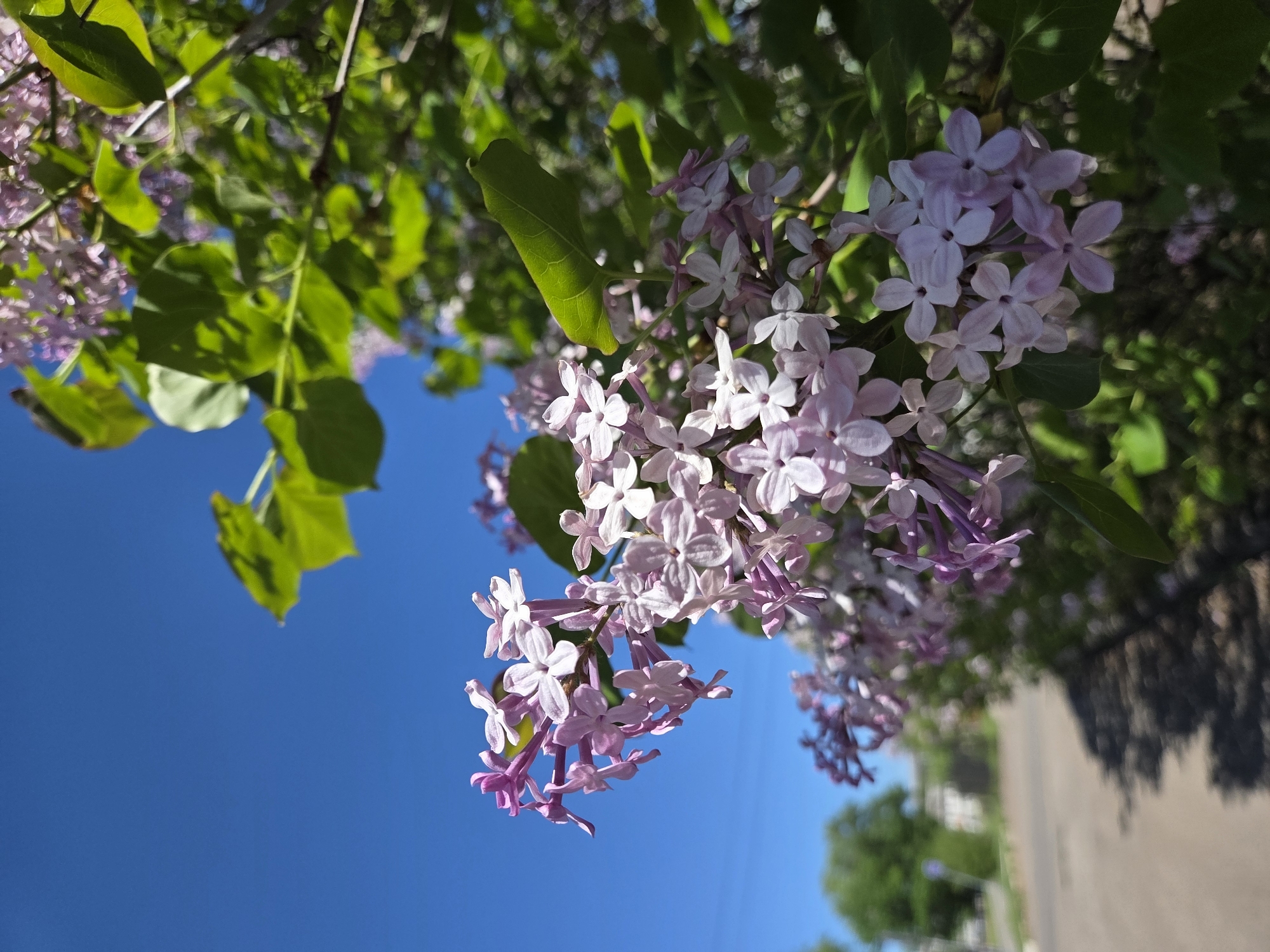 The image depicts lilac flowers in bloom against a clear blue sky. The flowers are light purple and have small, four-petaled blooms clustered together. Some green leaves are visible amongst the flowers. The scene appears to be outdoors, with a view up towards the sky. A sidewalk and trees are faintly visible in the background. The image doesn't contain the city of Birobidzhan or provide evidence that the picture was taken in Russia.