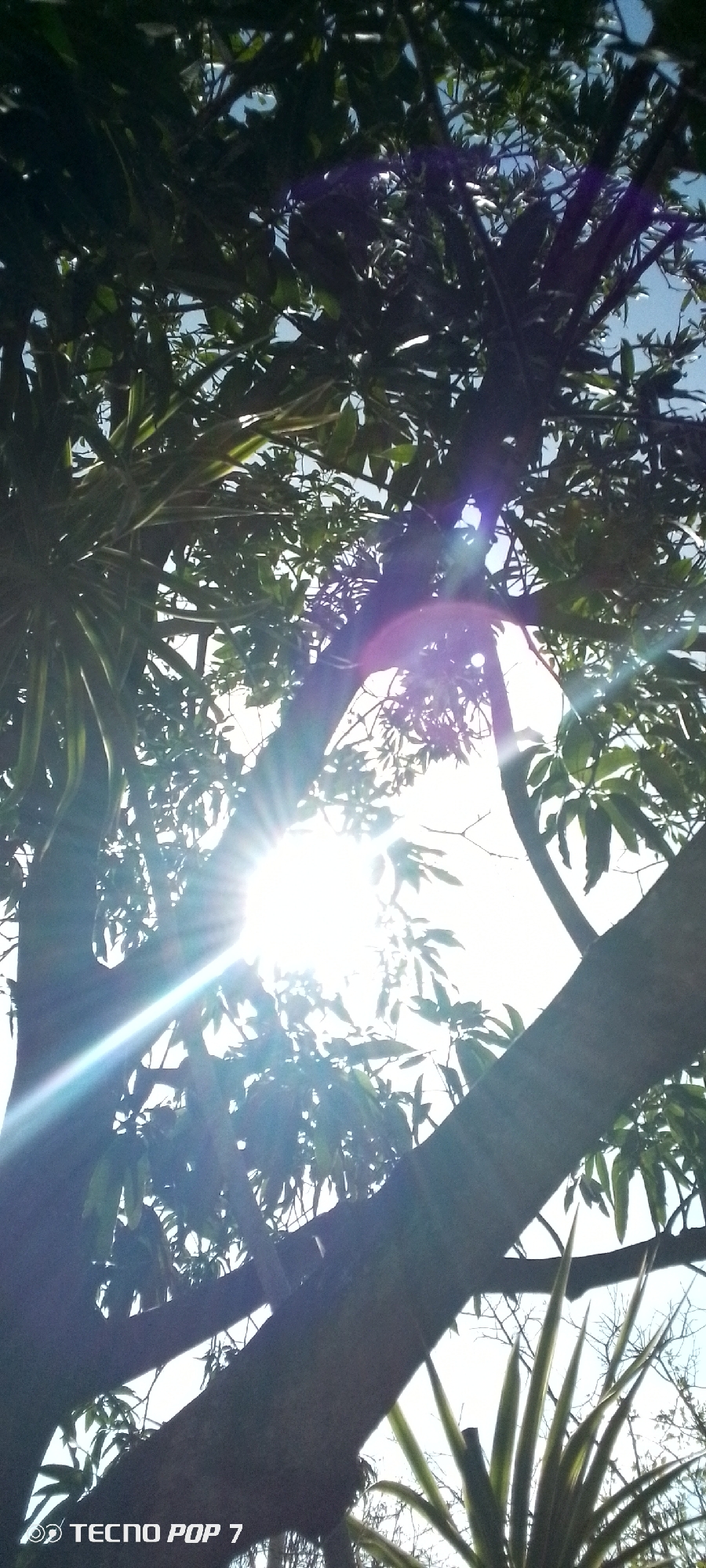 The image, taken in Altagracia, Venezuela, shows a low-angle view of a tree with dense green foliage silhouetted against a bright, sunlit sky. Sunlight is filtering through the leaves, creating lens flare effects. The tree's trunk and branches are visible in the foreground. Another plant with long, thin leaves is at the bottom of the image. A smartphone, specifically a TECNO POP 7, was used to capture this image.