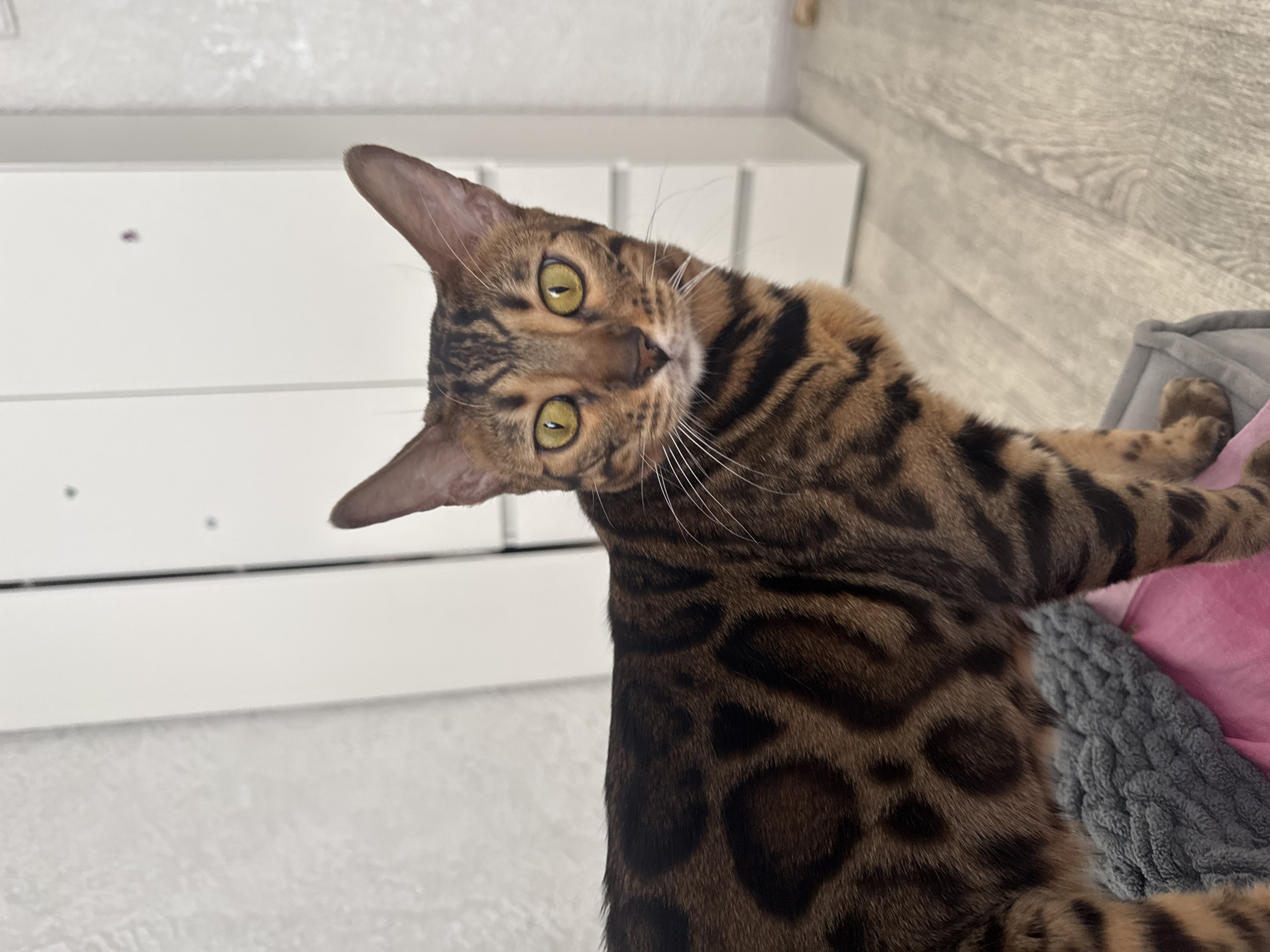 A Bengal cat with distinctive spotted markings is the primary subject of this medium shot. The cat is positioned on a soft surface, likely a pet bed, with a pink blanket visible beneath it. The cat's fur is a mix of brown and black spots, and its eyes are a striking yellow-green. Behind the cat, a white dresser or cabinet with multiple drawers is visible against a textured light-colored wall. The flooring is a light wood laminate. The overall setting appears to be an indoor environment, possibly a bedroom or living room.