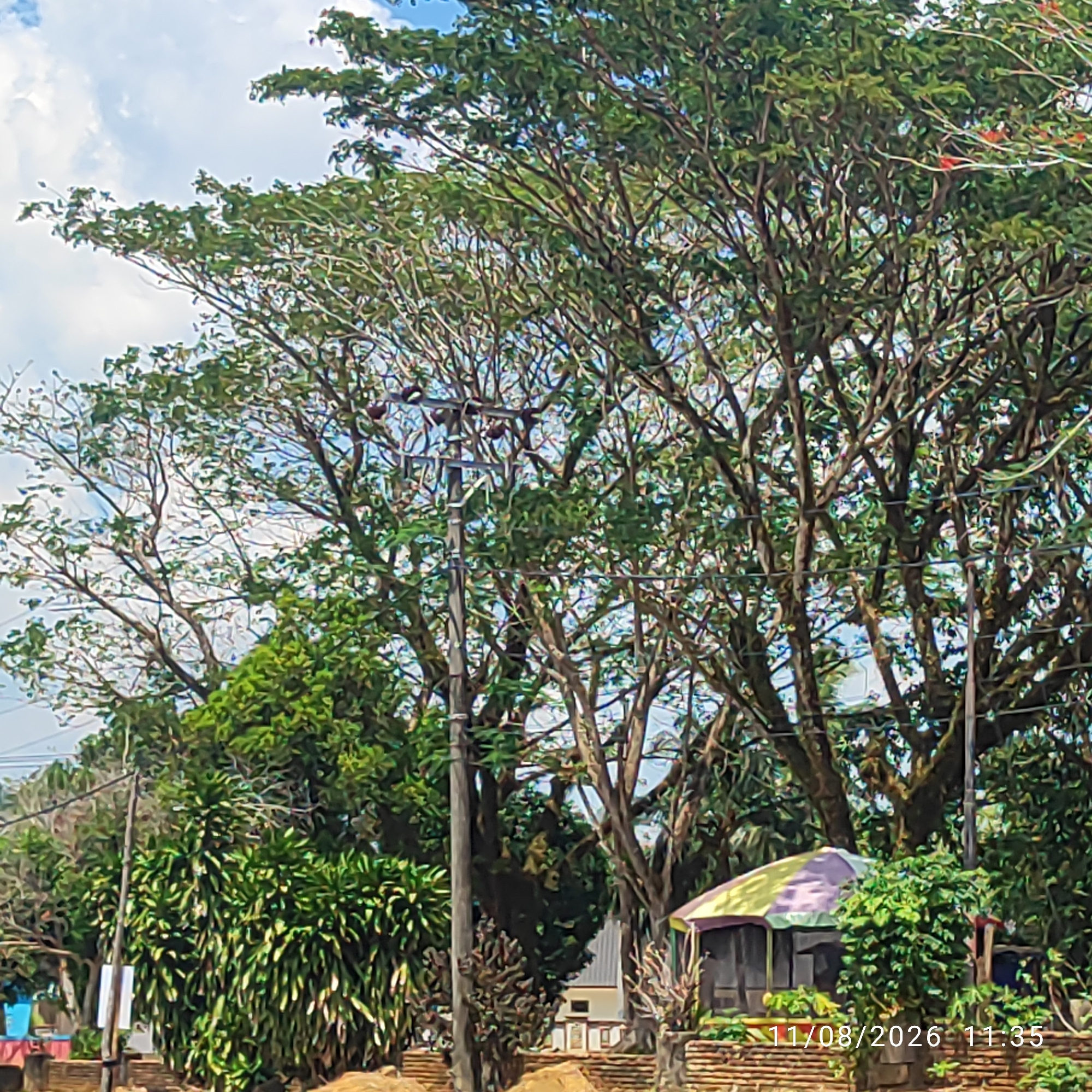 A low-angle, full shot captures a dense canopy of leafy trees dominating a suburban outdoor scene. The sky, a mix of light blue with scattered white clouds, is visible through the branches. In the foreground, a utility pole with visible wires runs vertically. To the left, lush green foliage with long, slender leaves contrasts with the textured bark of the trees. A small, hexagonal structure with a multi-colored canopy (purple, yellow, and green) is situated on the right side of the image. The structure appears to be an open-air shelter or gazebo. Behind it, more dense green vegetation is visible. A brick wall runs horizontally across the bottom of the frame. The timestamp "11/08/2026 11:35" is superimposed on the lower right portion of the image. The scene appears to be in Buding, Indonesia, suggested by the tropical foliage and the style of the utility pole and structures.