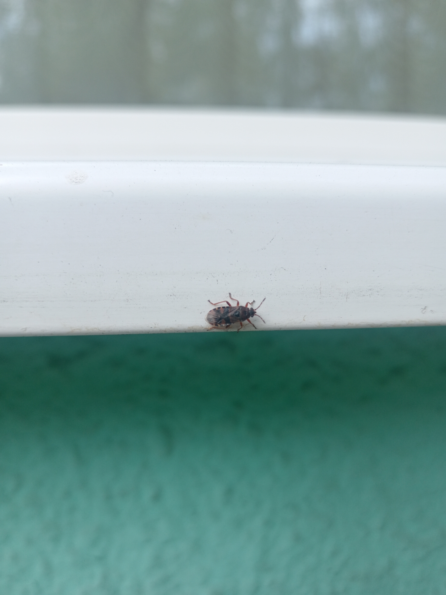 A small, dark-colored insect with visible legs and antennae rests on a white ledge. The ledge appears to be outdoors, with a blurry green surface visible below it and a muted, out-of-focus background of trees or foliage above. The lighting suggests it is daytime. The scene is set in Belogorsk, Russia.