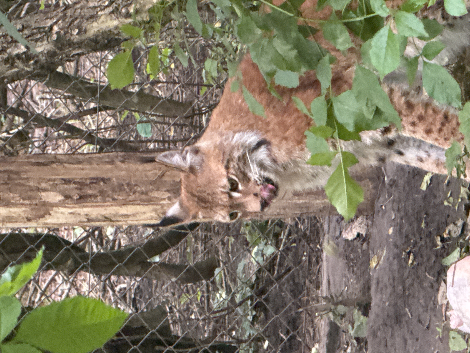 A lynx is partially visible on the right side of the frame, looking towards the left. The animal has orange fur with dark spots and is sticking its pink tongue out. Its ears are pointed with black tufts. The lynx is behind a chain-link fence, with green leaves obscuring part of its body. In the background, trees and branches are visible. The ground is covered in dirt and fallen leaves. The scene is outdoors in what appears to be an enclosure, possibly at a zoo. The specific location in Dobrich, Bulgaria cannot be determined from the image alone.