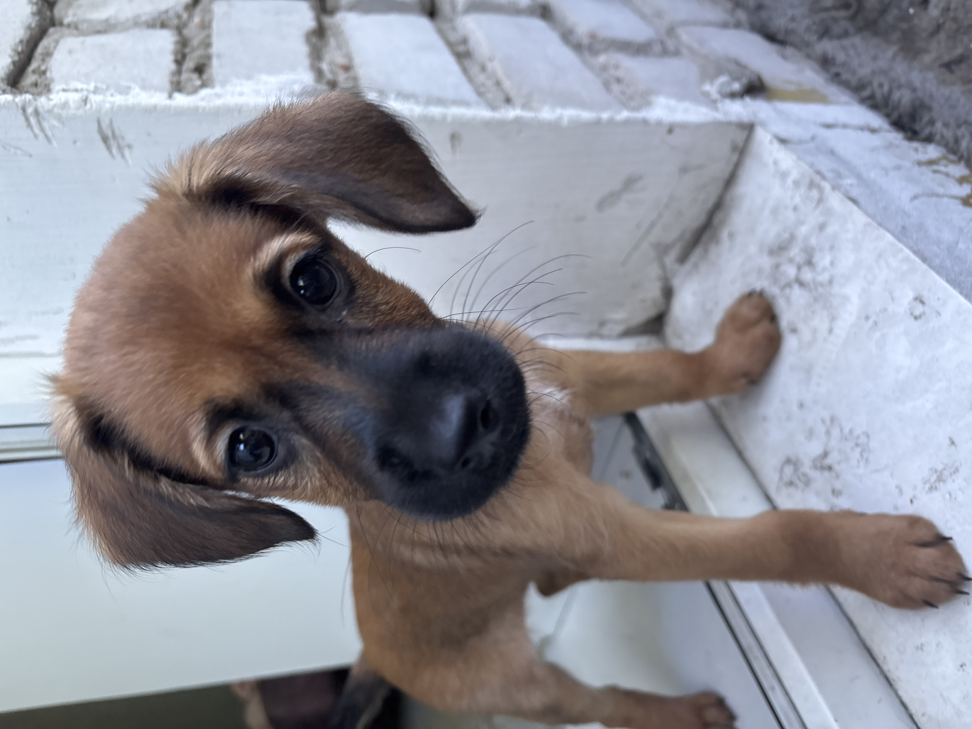 A brown puppy with floppy ears and a black nose peers into the camera, standing on a white windowsill. The puppy is facing the viewer, with its head tilted to the right. The background consists of a white brick wall to the right and a blurred interior to the left. The puppy appears to be indoors, near a window.