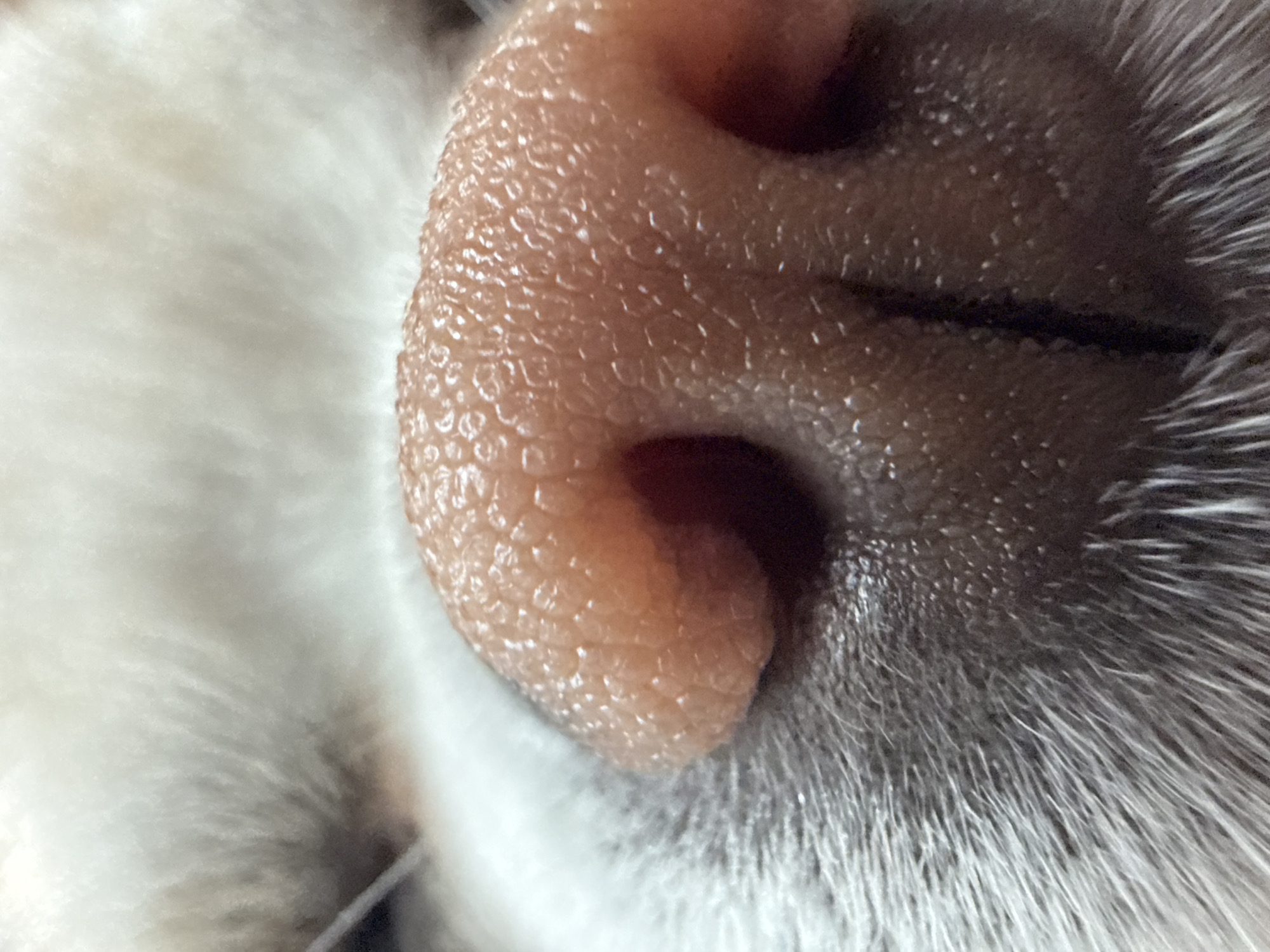 Close-up shot of a cat's nose and surrounding fur. The nose is pink, textured, and fills a significant portion of the right side of the frame. A black line extends horizontally across the nose. Fur is visible on both sides of the nose, with white fur on the left and grey fur on the right. There is no indication of Rostov-on-Don or any urban location.