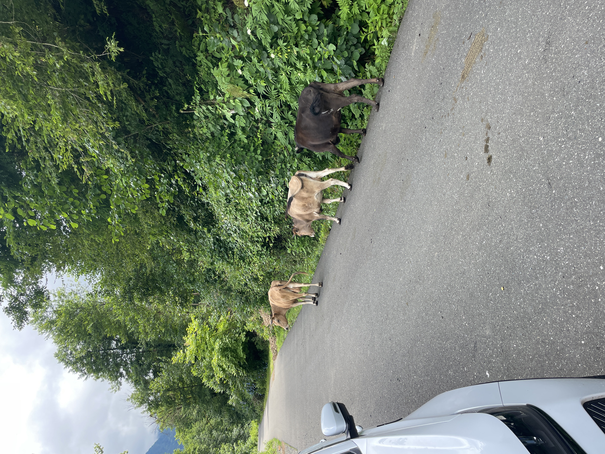 A group of three cows are walking along a paved road lined with lush green trees and vegetation. The road curves to the left in the distance. A white car is partially visible in the lower left corner of the frame, parked on the side of the road. The sky is overcast. The scene appears to be a rural or semi-rural setting in Tqwarchal, Abkhazia.