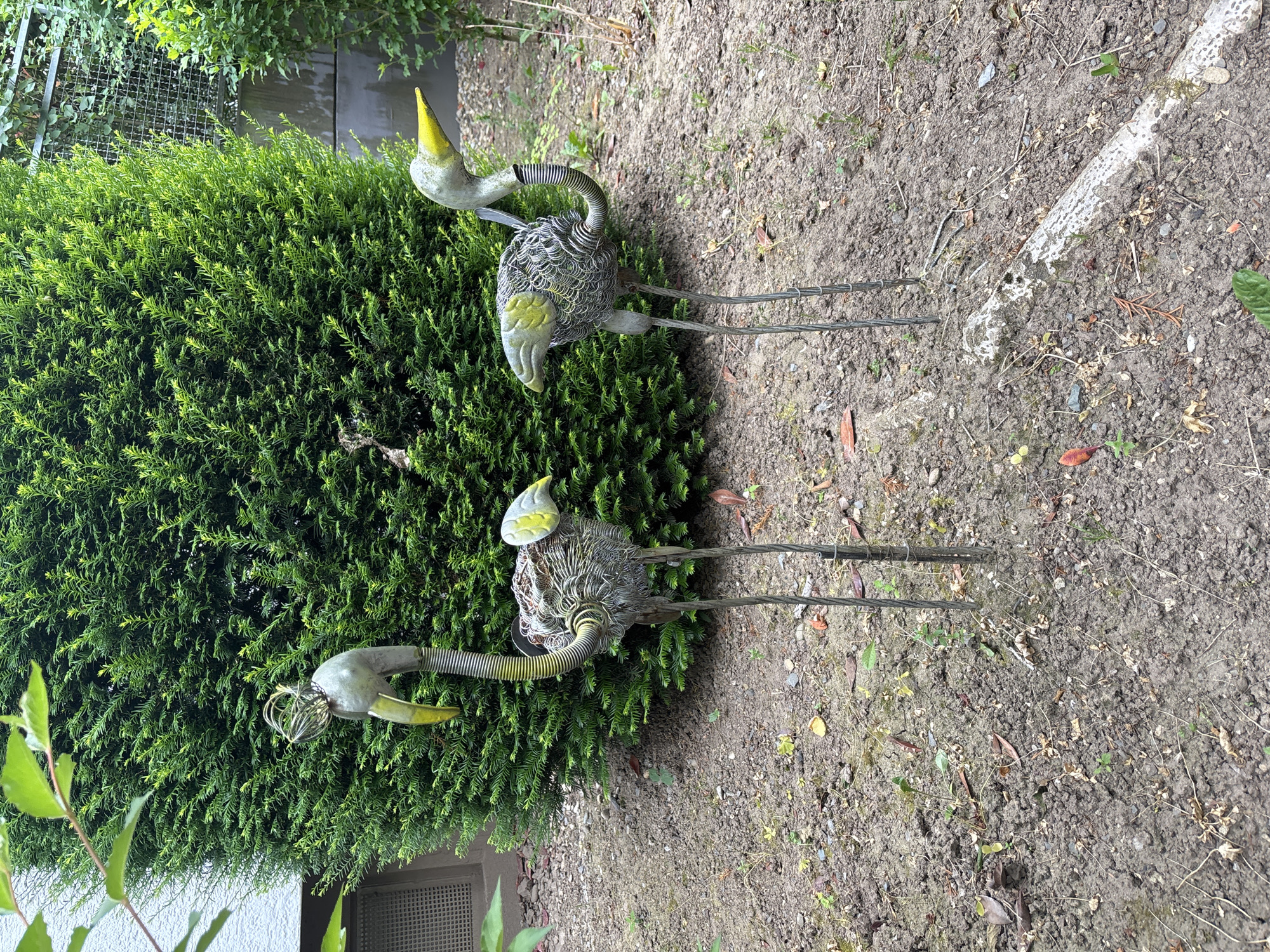Two metal sculptures of birds stand in a garden in front of a large, manicured evergreen hedge. The birds are crafted from various metal materials, including what appears to be wire mesh for their bodies, flexible metal tubing for their necks, and painted metal for their heads and beaks. One bird is positioned to the left of the other and faces left, while the second bird is to the right and faces right. Both birds have long, thin legs made of twisted metal. The ground in the garden is covered in soil, scattered with dry leaves, twigs, and small green sprouts. In the background, a portion of a building with a window can be seen to the left, and a wire fence is visible behind the hedge to the right. The overall setting is a residential or public garden with a focus on natural elements and decorative garden art.