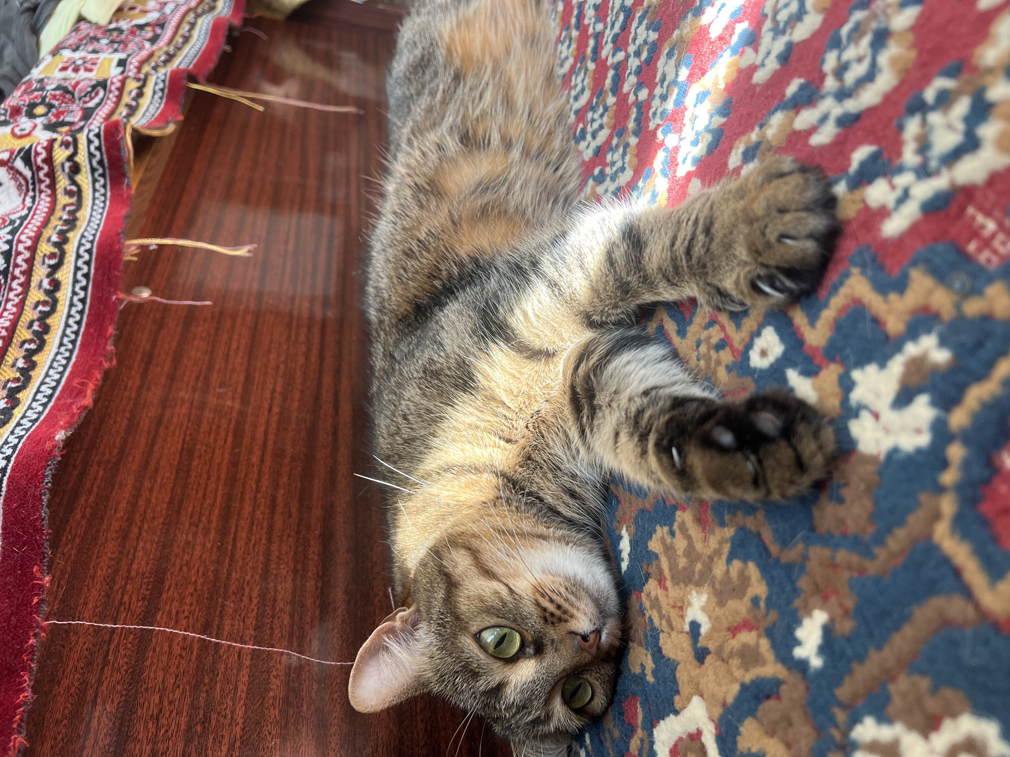 A tabby cat is lying on a colorful rug. The cat has green eyes and is looking towards the left side of the image. Its fur is a mix of brown, black, and orange. The rug has a red, blue, and beige patterned design. Behind the cat, there is a wooden surface and a red fabric with a patterned border. The scene appears to be indoors.