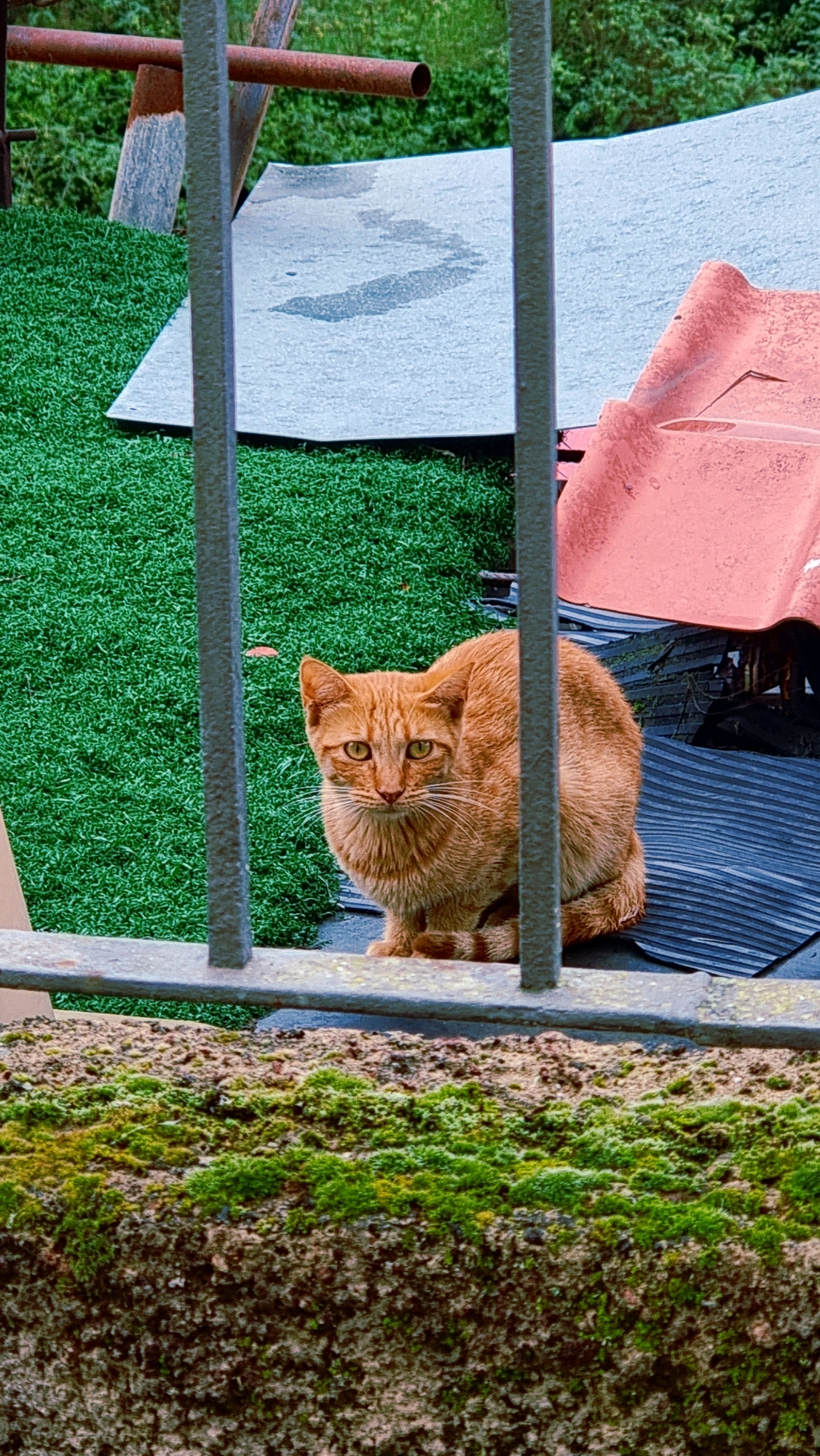 An orange cat is sitting behind a metal fence, looking directly at the camera. The cat is in the foreground, with green artificial grass, some red roofing tiles, and metal pipes in the background. The scene appears to be an outdoor area, possibly a backyard or construction site. The image does not provide any specific location information within the city of La Canya, Spain.