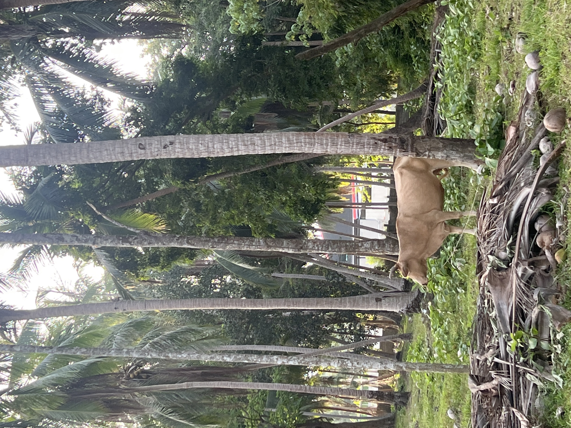 This media file displays a serene outdoor scene featuring a light brown cow grazing in a lush, green environment. The cow is the central subject, positioned to the right of the frame, with its head lowered as if eating grass. It appears to be a domestic cow, with visible horns and a calm demeanor.
The setting is characteristic of a tropical location, likely rural or semi-rural, given the abundance of palm trees with their distinctive rough, segmented trunks. These trees dominate the background and create a sense of natural beauty and tranquility. The ground is covered in vibrant green grass and foliage, suggesting a healthy and thriving ecosystem. Scattered in the foreground and to the right of the cow are several coconuts, some of which appear to have fallen from the palm trees. Dried palm fronds are also visible, adding to the tropical aesthetic.
The lighting suggests it is daytime, possibly late afternoon or early morning, with soft sunlight filtering through the palm fronds, creating dappled light and shadows. The weather appears to be pleasant, conducive to outdoor activities like grazing. The overall mood of the image is peaceful and natural.
There is no visible text in the image. The location context provided, "ตำบลเกาะพะงัน, Thailand," strongly aligns with the visual cues of palm trees and coconuts, indicating this scene is likely on Koh Phangan, an island in Thailand. The absence of people implies a focus on the natural environment and its inhabitants.