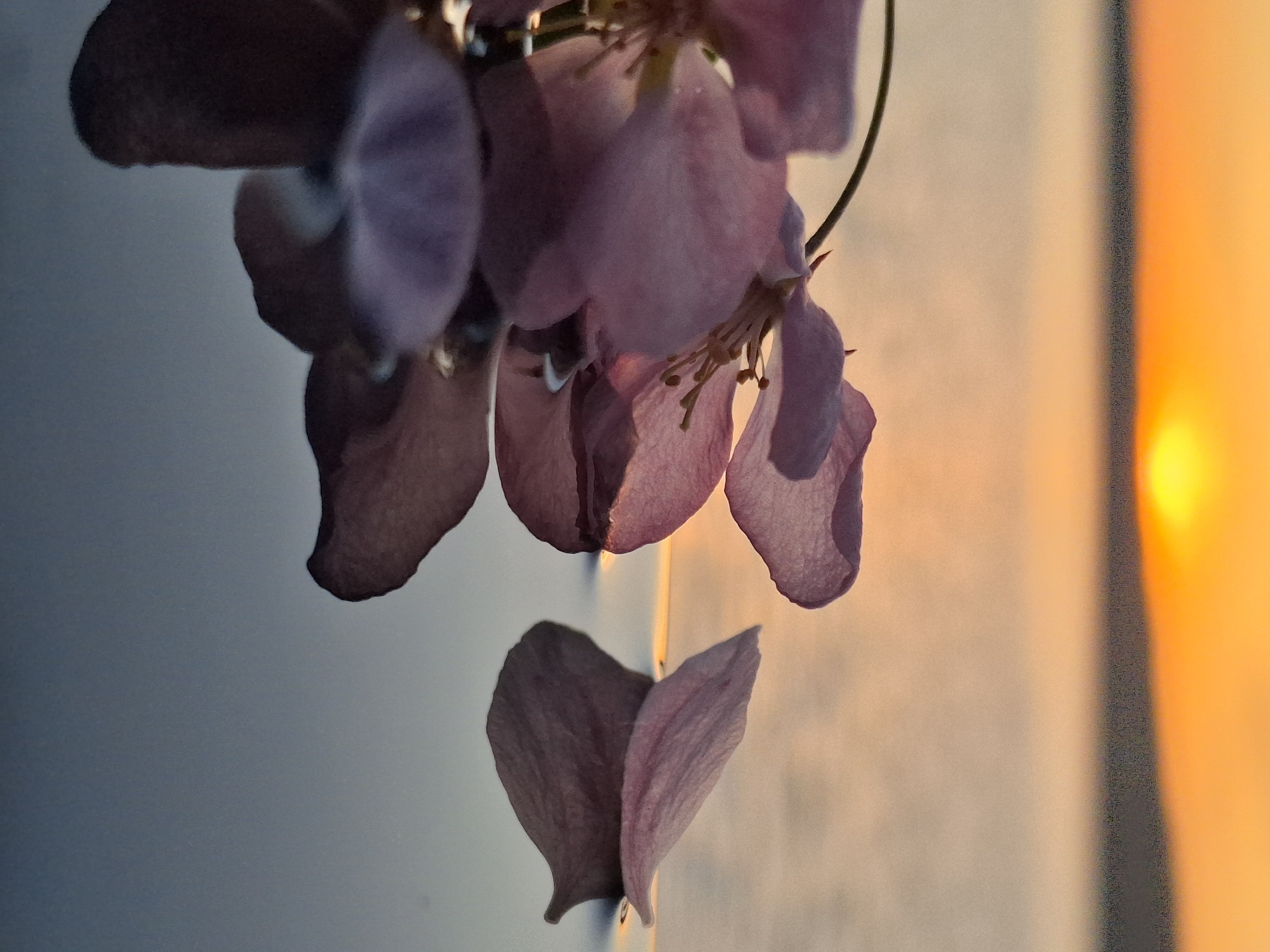 A low-angle close-up shot shows a cluster of pale pink flowers, likely cherry blossoms or a similar flowering tree, hanging down against a blurred background gradient. The background shifts from a pale gray-blue on the left to an orange hue with a bright yellow spot suggesting the sun on the right, possibly during a sunset or sunrise. The petals are translucent, allowing light to pass through, highlighting their texture. One petal has fallen, dangling separately below the main cluster. The image composition and lighting are artistic, focusing on the natural beauty and the interaction of light with the delicate floral structures. There is no definitive evidence to support a specific location in Chaikovsky, Russia. The image is focused on the blossoms and the background light.