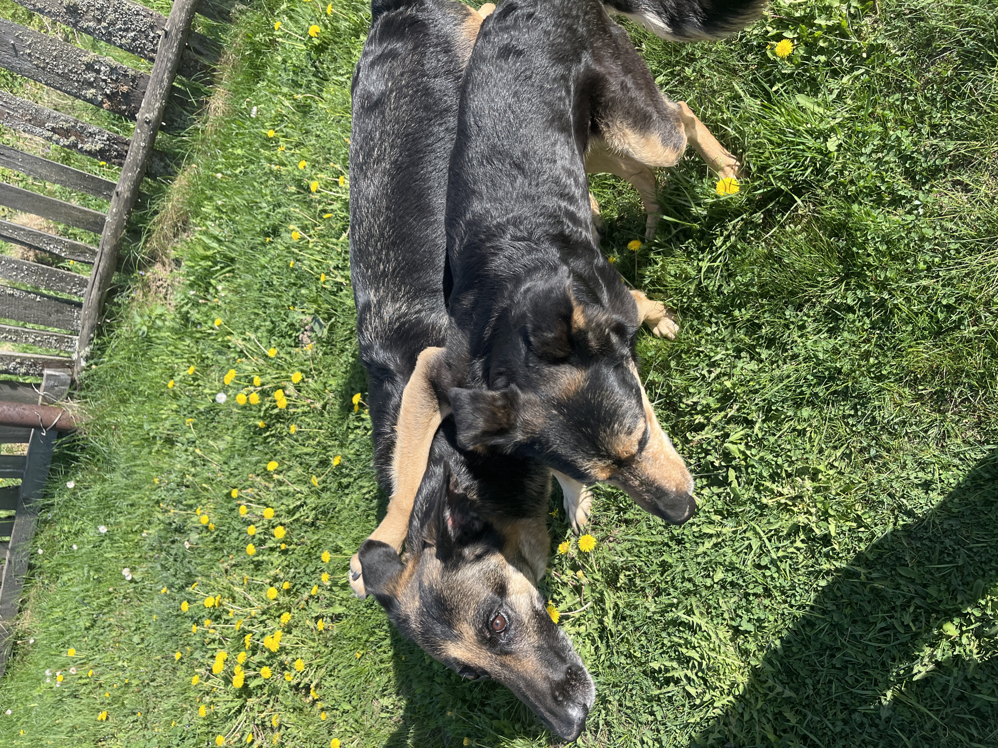 Two dogs are lying on a grassy lawn speckled with yellow dandelions. The dogs are black and tan, and they appear to be resting or relaxing in the sun. A weathered wooden fence is partially visible in the background, along the left side of the image. The scene is outdoors, with bright sunlight illuminating the grass and the dogs. There is no evidence to suggest the location is Nizhny Tagil, Russia.