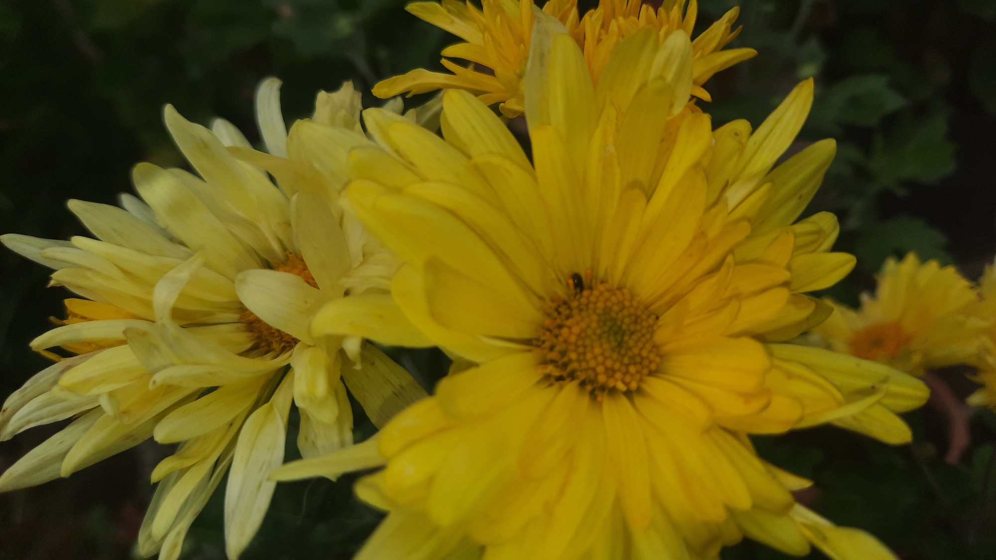 The image shows a close-up of several yellow chrysanthemums. The flowers are in various stages of bloom, with some fully open and others still budding. The petals are a bright yellow, and the centers of the flowers are a darker yellow or orange. There is a small insect on the center of one of the flowers. The background is dark and out of focus, but appears to be foliage. There is no indication of the city of Шклоў, Belarus, in the image.