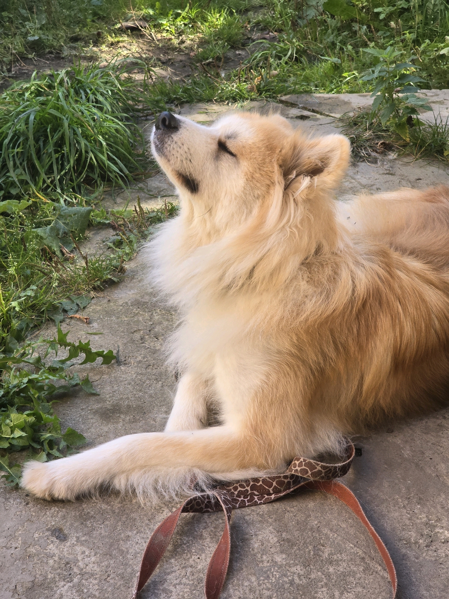 A fluffy, light brown dog lies on a concrete path in an outdoor setting. The dog is facing upwards with its eyes closed, appearing relaxed. Green grass and foliage surround the concrete path, suggesting a natural or park-like environment. A leash with a patterned strap and a plain brown strap lies on the concrete near the dog's front leg. The lighting suggests it is daytime, with shadows indicating the sun's position. The location is Podolsk, Russia.