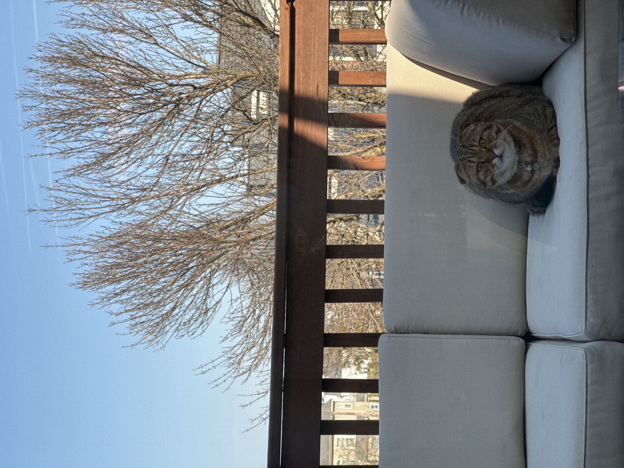 The photograph captures a serene outdoor scene, likely from a residence in Warwick Township, Pennsylvania. The composition is dominated by a tan tabby cat with amber eyes, who is lying on a light-colored sofa. The sofa is placed on a deck or patio, evidenced by a dark brown wooden railing visible in the center of the frame. Beyond the railing, a bare tree with intricate branches stretches across a clear, blue sky. In the background, glimpses of houses suggest a suburban environment. The lighting indicates a sunny day, casting shadows on the sofa and the deck railing.