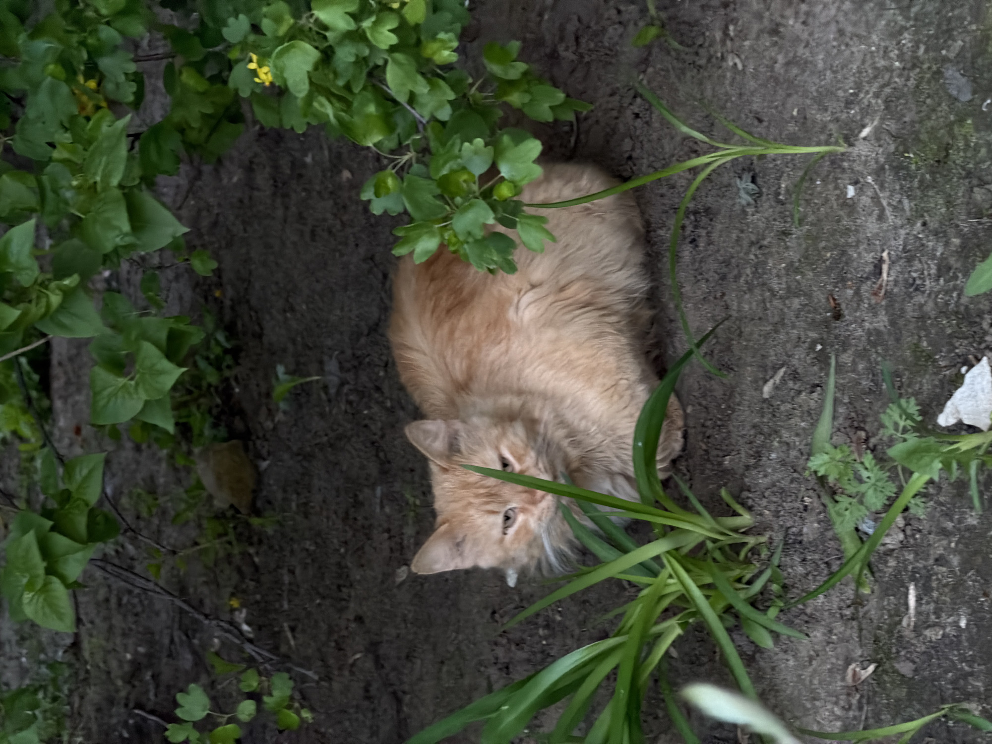 A medium-shot, eye-level photograph depicts an orange, long-haired cat lying in dark soil and greenery. The cat is oriented with its head facing the bottom left of the frame. Its eyes are partially open. To the left of the cat are green, leafy plants. To the right of the cat, there are tall, thin blades of grass. The ground is dark and appears to be wet soil. A piece of white debris is visible in the upper right corner. The location is Kamyshin, Russia.