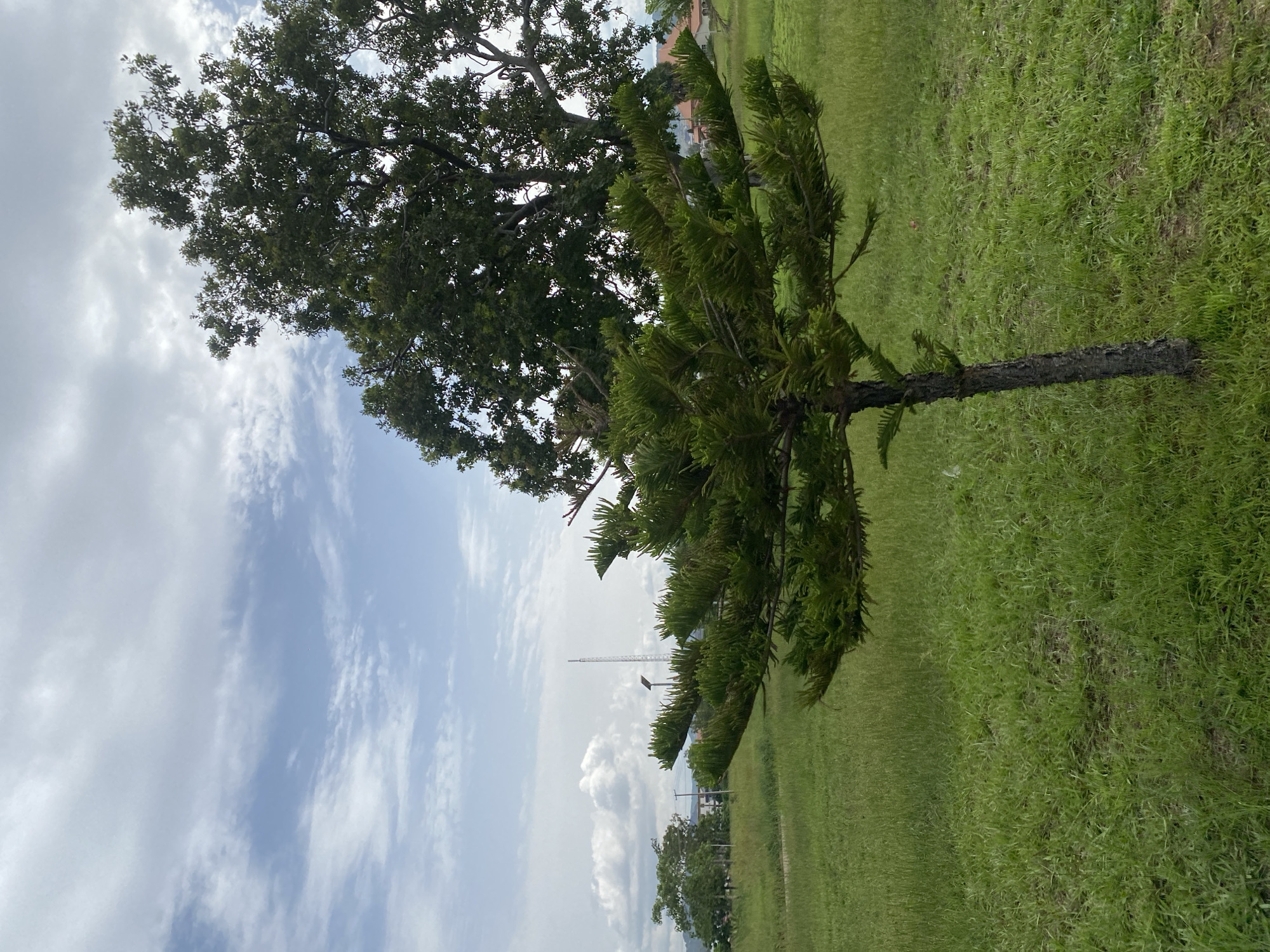 A medium shot of a young pine tree with its branches spreading outwards, set against a background of a larger, mature tree. The scene is a grassy field under a partly cloudy sky, with a telecommunications tower visible in the distance. The environment appears to be an open, undeveloped area within the city of Jos, Nigeria. The ground is covered in green grass, with some patches of drier vegetation. The overall impression is one of natural scenery within an urban context. There are no people or animals visible in the image.