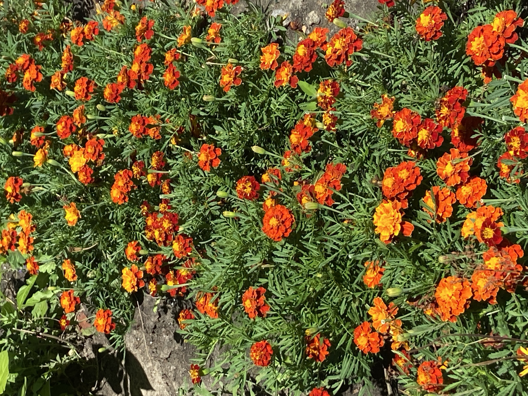 A patch of marigolds in full bloom lines a garden bed near a stone pathway. The flowers are a vibrant mix of orange and yellow, with some showing hints of red. The green foliage is dense, creating a lush backdrop for the blossoms. The sun casts shadows across the scene, indicating it is daytime. The environment suggests a park or residential garden setting, likely within the city of Kyiv, Ukraine, given the context. No people are visible in the image.