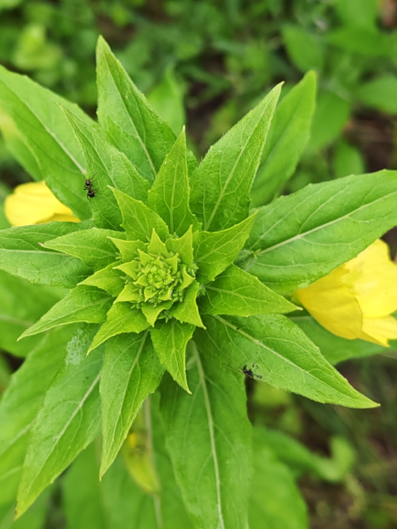 In the outdoor environment of Чонкаўскі сельскі Савет, Belarus, a close-up, top-down perspective captures a vibrant green plant with a spiraling arrangement of pointed leaves forming a central bud. Two ants are visible on the leaves. One ant is on a leaf in the upper left quadrant of the image, and another ant is located on a leaf in the lower right quadrant. A partially visible yellow flower is present in the upper left, and another in the lower right portion of the frame. The background is blurred, consisting of green foliage.