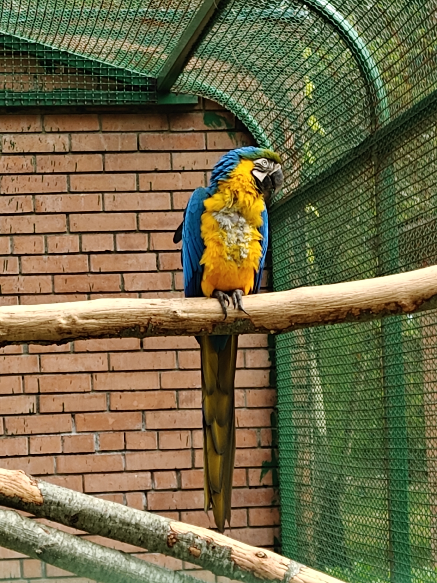 A vibrant Blue and Gold Macaw is the central subject of this vertical shot, perched on a sturdy wooden branch. The bird is oriented slightly to the right, showcasing its striking blue upper plumage and brilliant yellow underside, with hints of white and grey feathers around its face and chest. Its talons grip the branch firmly.
The scene is an outdoor enclosure, likely an aviary in Shekvetili, Georgia. Behind the macaw, a textured brick wall forms the immediate backdrop, composed of reddish-brown bricks. Above and to the right, a dark green mesh netting creates the ceiling and side of the enclosure, through which glimpses of green foliage and brighter light suggest the outdoors. Another, smaller wooden branch is visible in the bottom left corner.
The lighting indicates it is daytime, with natural light illuminating the bird and its surroundings. The macaw appears calm and alert. There is no visible text in the image.