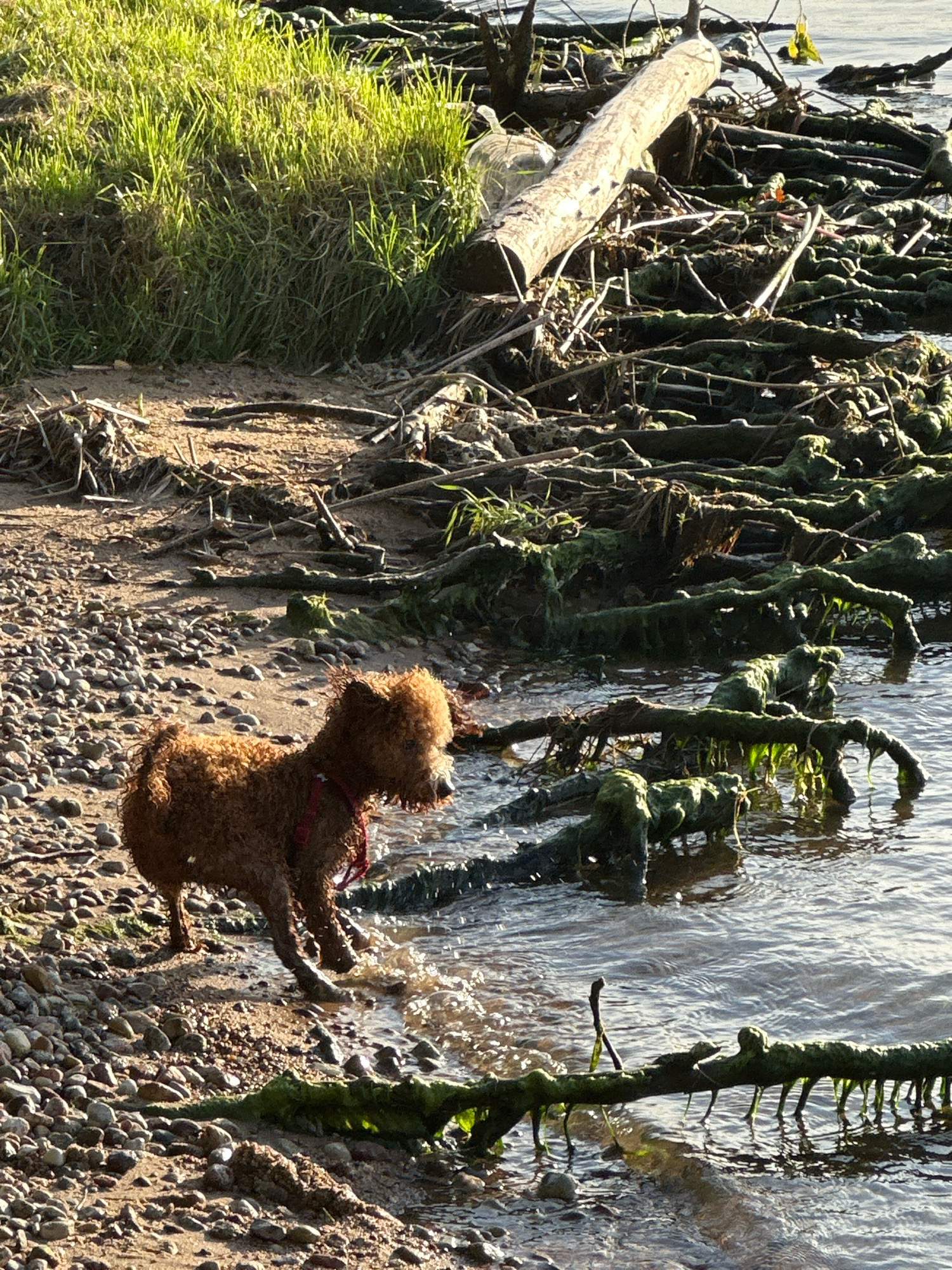 A small, wet, reddish-brown dog with curly fur stands on a rocky shore at the edge of dark water. The dog is facing right, with its head turned slightly to the left. Its body is mostly in the water, and its paws are splashing. In the background, there is a tangle of driftwood covered in green algae, with a larger log positioned horizontally across the frame. Lush green grass and dry reeds grow on the sandy bank behind the driftwood. The water is choppy and reflects the sunlight. The scene appears to be a natural outdoor environment, likely a riverbank or lake shore.
