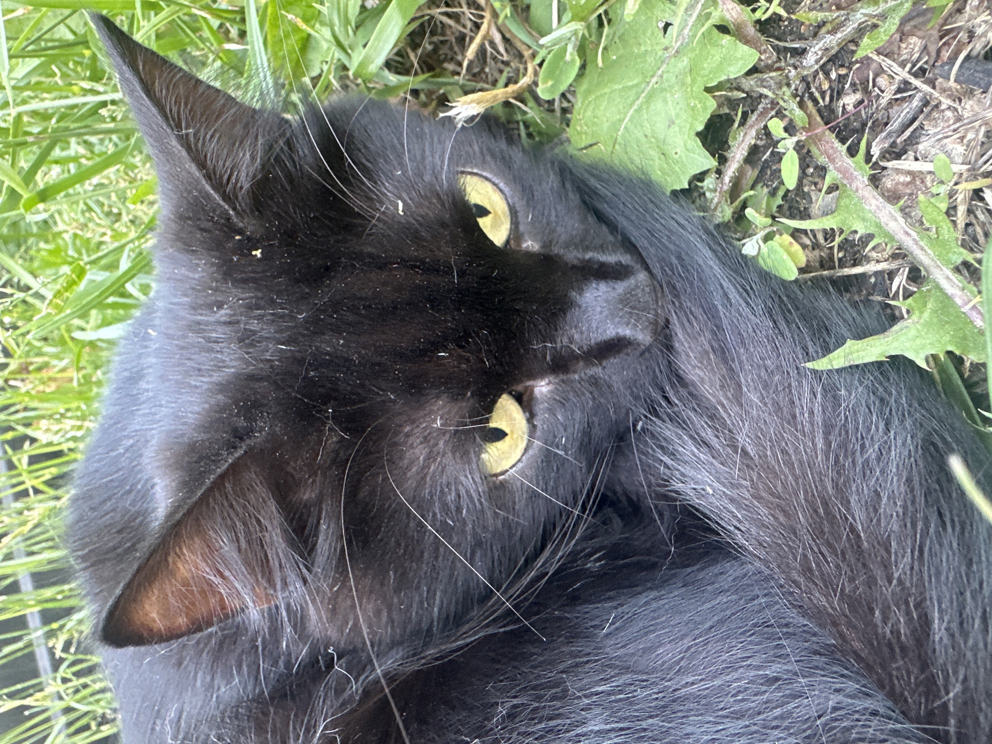 A black cat with yellow eyes is lying in green grass. The cat's tail is curled around its body. The grass is tall and appears to be wild. The ground beneath the grass is visible in some areas, showing dirt and some dry leaves. The lighting suggests it is daytime. There is no indication of a specific location in Togliatti, Russia, or any human presence.