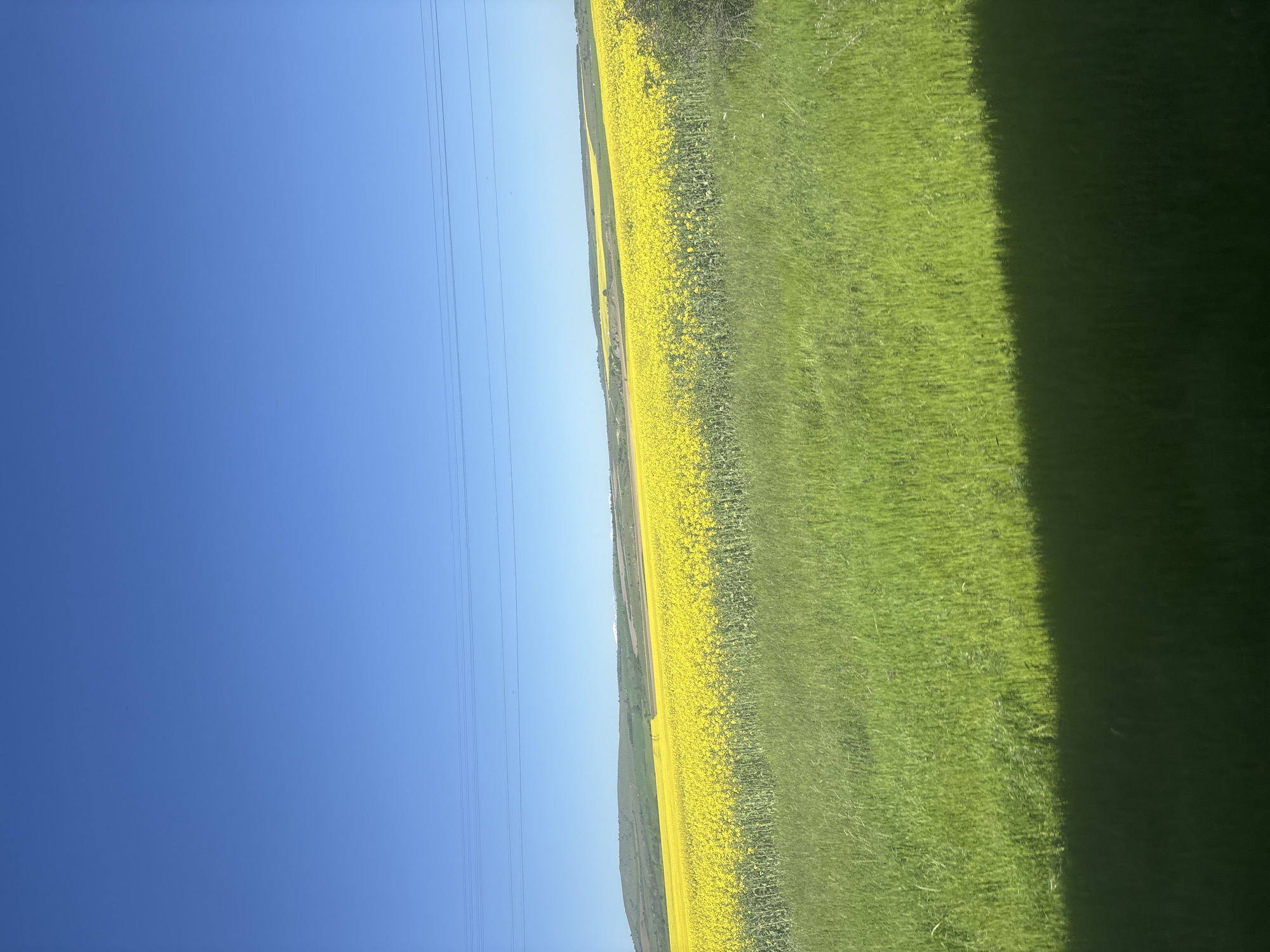 The image shows a rural landscape near Tsar Asen, Bulgaria, featuring a bright blue sky in the upper left corner with overhead power lines. A field of yellow rapeseed flowers stretches horizontally across the middle of the frame, bordered by a field of green grass on the right. The right edge of the image is obscured by a dark shadow, possibly from a vehicle interior or overhanging object. The horizon line appears to be slightly tilted. No people or specific objects are clearly visible. The environment suggests an open, agricultural area.