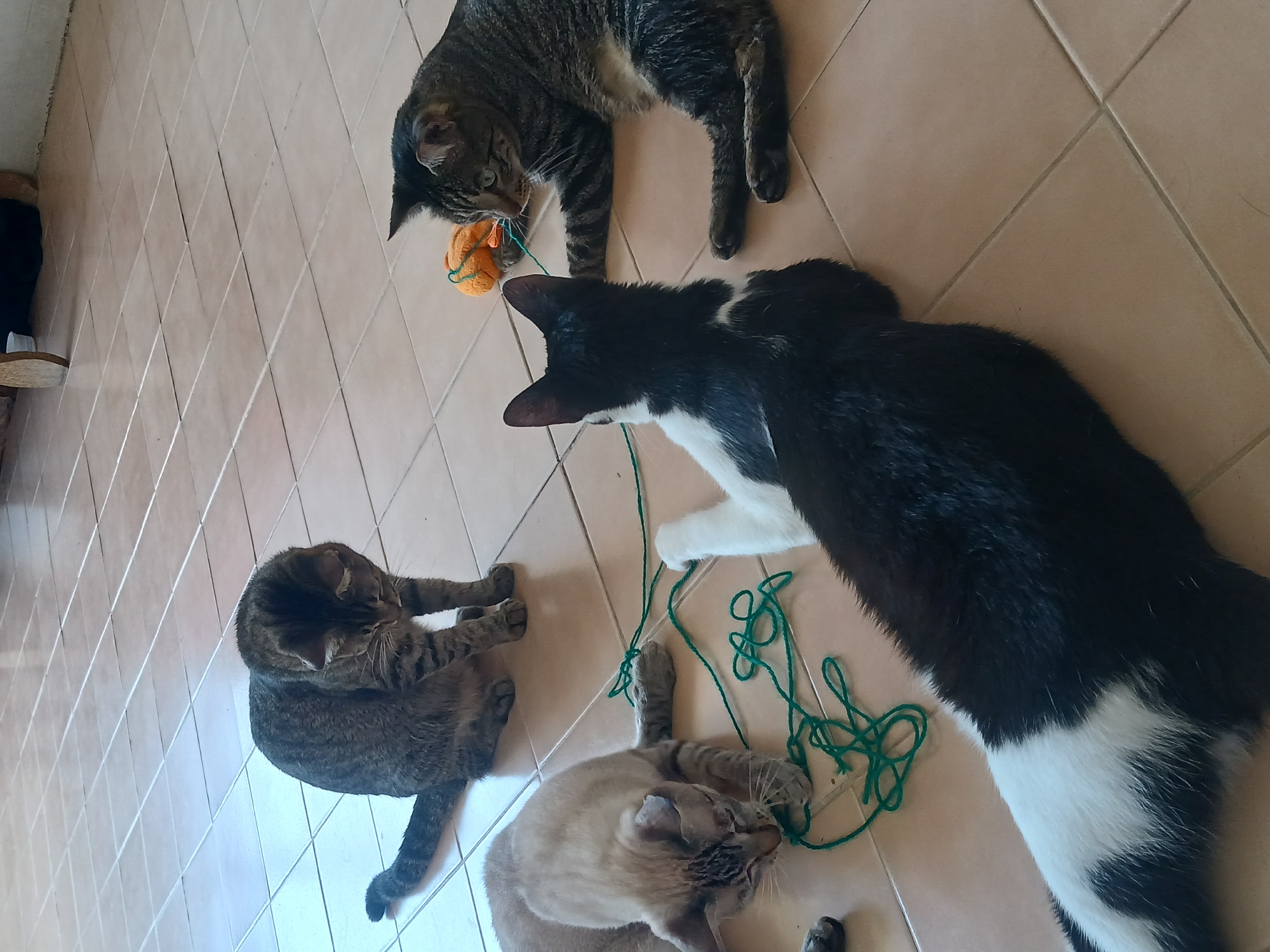 Four cats are playing with green yarn and an orange toy on a tiled floor. One tabby cat is sitting and looking down at the yarn. A light-colored cat with tabby markings is lying down and batting at the yarn. A black and white cat is lying down, facing away from the camera, also interacting with the yarn. Another tabby cat is lying down and looking at the orange toy, which appears to be a small ball. The setting suggests an indoor environment, possibly a home. The tiled floor has a beige or light brown color and is laid out in a grid pattern. The lighting indicates it is daytime. There is no visible indication of the location in Puerto Ordaz, Venezuela.