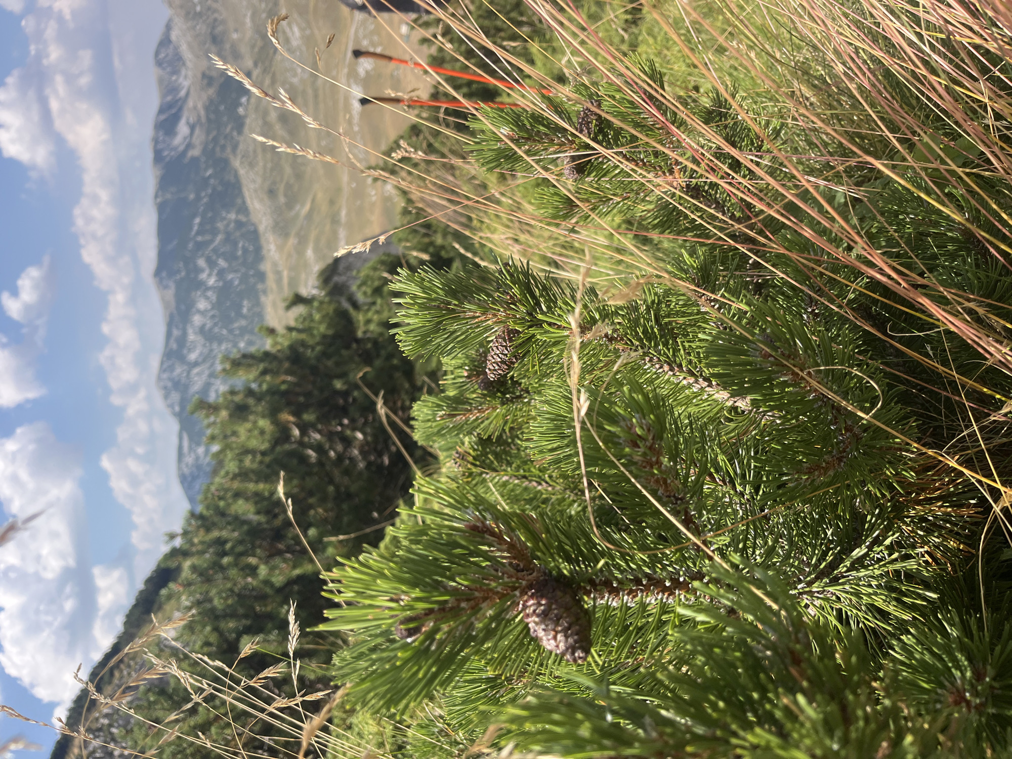In the foreground, a close-up view of pine branches with developing cones and needle-like leaves dominates the frame, partially obscured by tall, dried grasses. The pine branches are a vibrant green, indicating healthy growth. In the mid-ground, a dense stand of evergreen trees suggests a mountainous or high-altitude environment. Beyond the trees, a vast, undulating landscape of rocky mountains stretches into the distance, some peaks showing patches of snow or bare rock. The sky above is a clear blue, dotted with fluffy white clouds. In the far mid-ground, two bright orange hiking poles are visible, propped up against the terrain, hinting at human presence and outdoor activity. The overall scene depicts a natural, rugged mountainous landscape, likely in a national park or protected area within the municipality of Borikje, Montenegro, characterized by its alpine flora and dramatic topography.