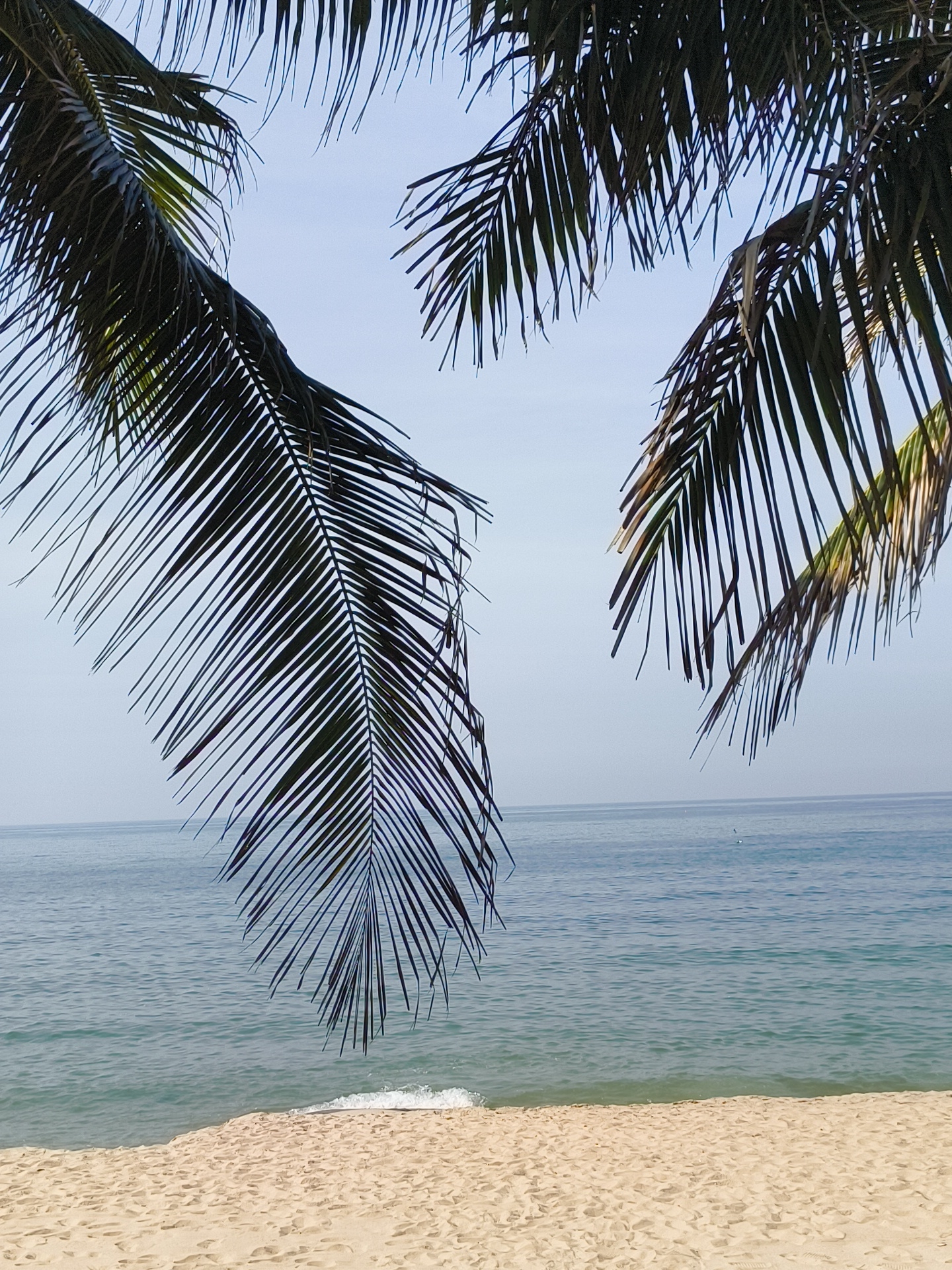 The image depicts a serene beach scene in Phu Thuy Ward, Vietnam, dominated by the lush fronds of palm trees in the foreground. The fronds, dark green and feathery, hang down from the top of the frame, partially obscuring the clear blue sky and a tranquil ocean. The water is a gentle blue-green, with subtle waves lapping at the shore. The beach itself is composed of fine, light-colored sand, showing subtle ripples and footprints, suggesting a quiet, natural setting. The horizon is a faint line where the sea meets the sky. There are no people or man-made objects visible in the frame. The overall impression is one of peaceful, natural beauty.
