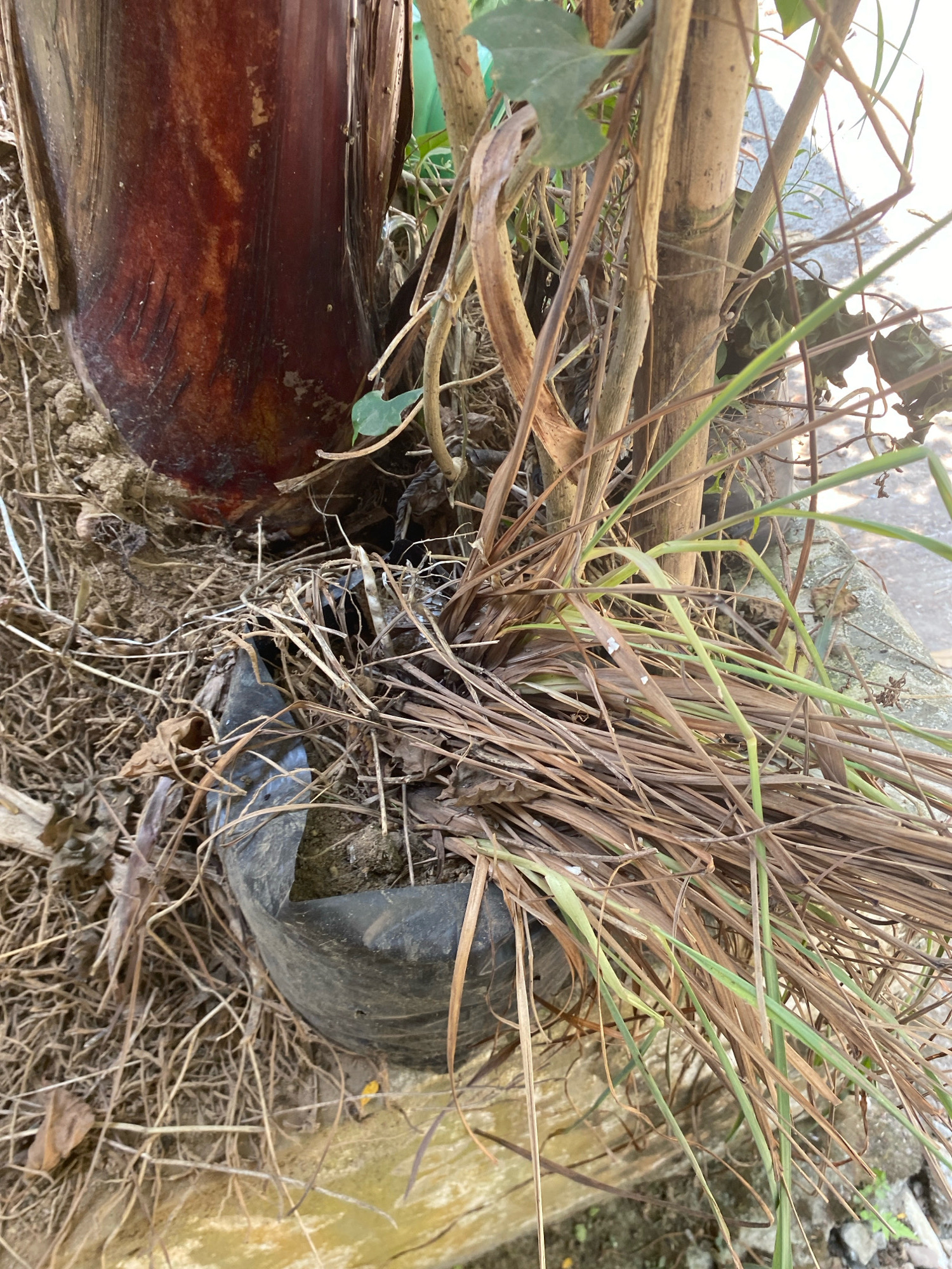 The image depicts a close-up view of a plant with a thick, reddish-brown stalk, possibly a banana tree pseudostem, emerging from the ground. The plant is surrounded by dry, brown vegetation and exposed roots, suggesting it is growing in a somewhat neglected or natural environment. A black plastic bag, partially filled with soil and the base of the plant, is visible at the bottom of the frame. The ground appears to be composed of soil and some rubble or concrete. The overall impression is one of a plant struggling to grow in a confined space, possibly a garden or a less-maintained area within Ngalian, Indonesia. No people or specific actions are visible in the scene.