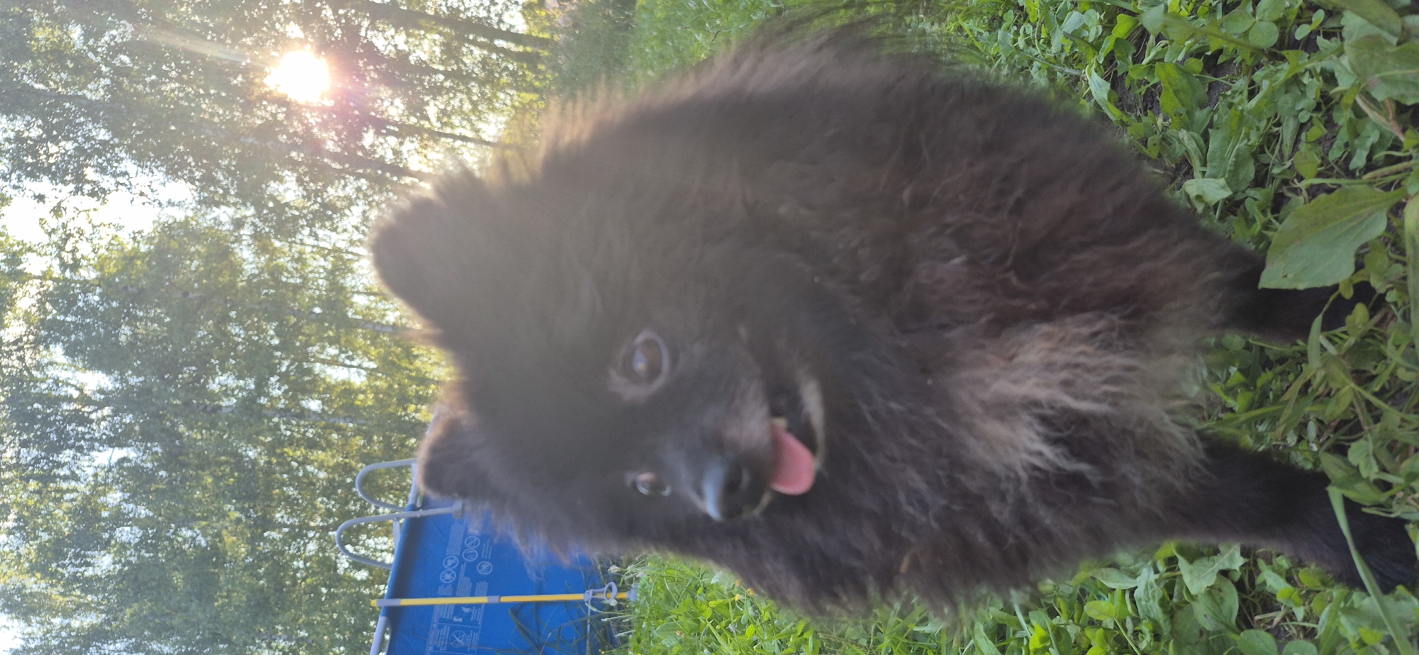 A small, fluffy black Pomeranian dog with its tongue slightly out is standing on grass in an outdoor setting. The dog is in the foreground and is the primary subject. Behind the dog, to the left, is a blue above-ground swimming pool with a metal ladder. The background consists of green trees with sunlight shining through the leaves, creating a lens flare effect. The scene appears to be a backyard in Bezvodnoe, Russia, during daylight.