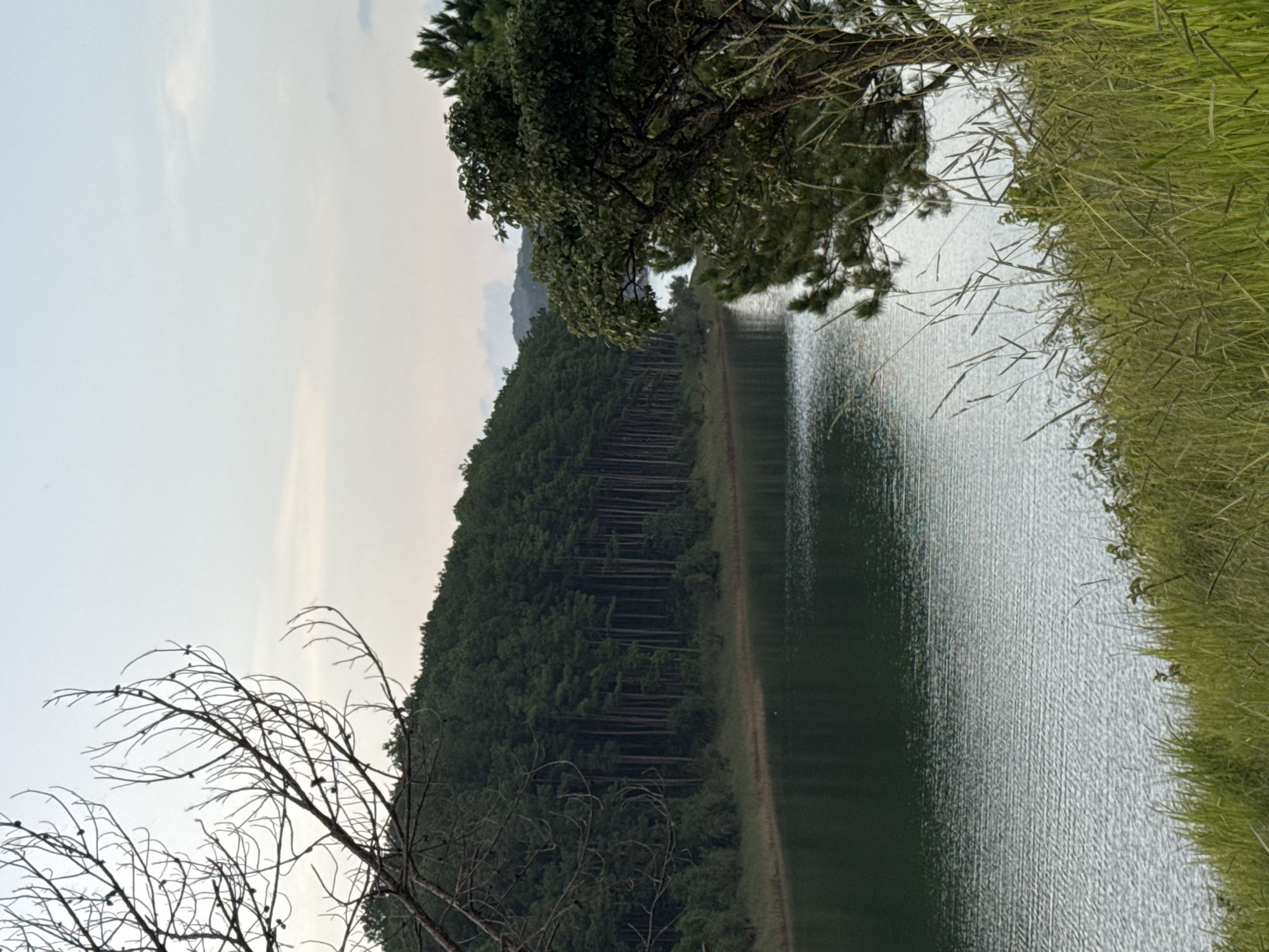 The image depicts a serene lake bordered by a dense pine forest. The water's surface is calm, reflecting the overcast sky. In the foreground, tall grass and a bare tree branch frame the scene. In the middle ground, the water stretches towards a line of pine trees that densely cover a sloping hillside. The trees are tall and slender, creating a uniform wall of green. The background shows a hazy sky with some clouds and distant hills. This location is likely Tuyen Lam Lake in Da Lat, Vietnam, known for its picturesque pine forests and tranquil waters. There are no people or animals visible in the image.