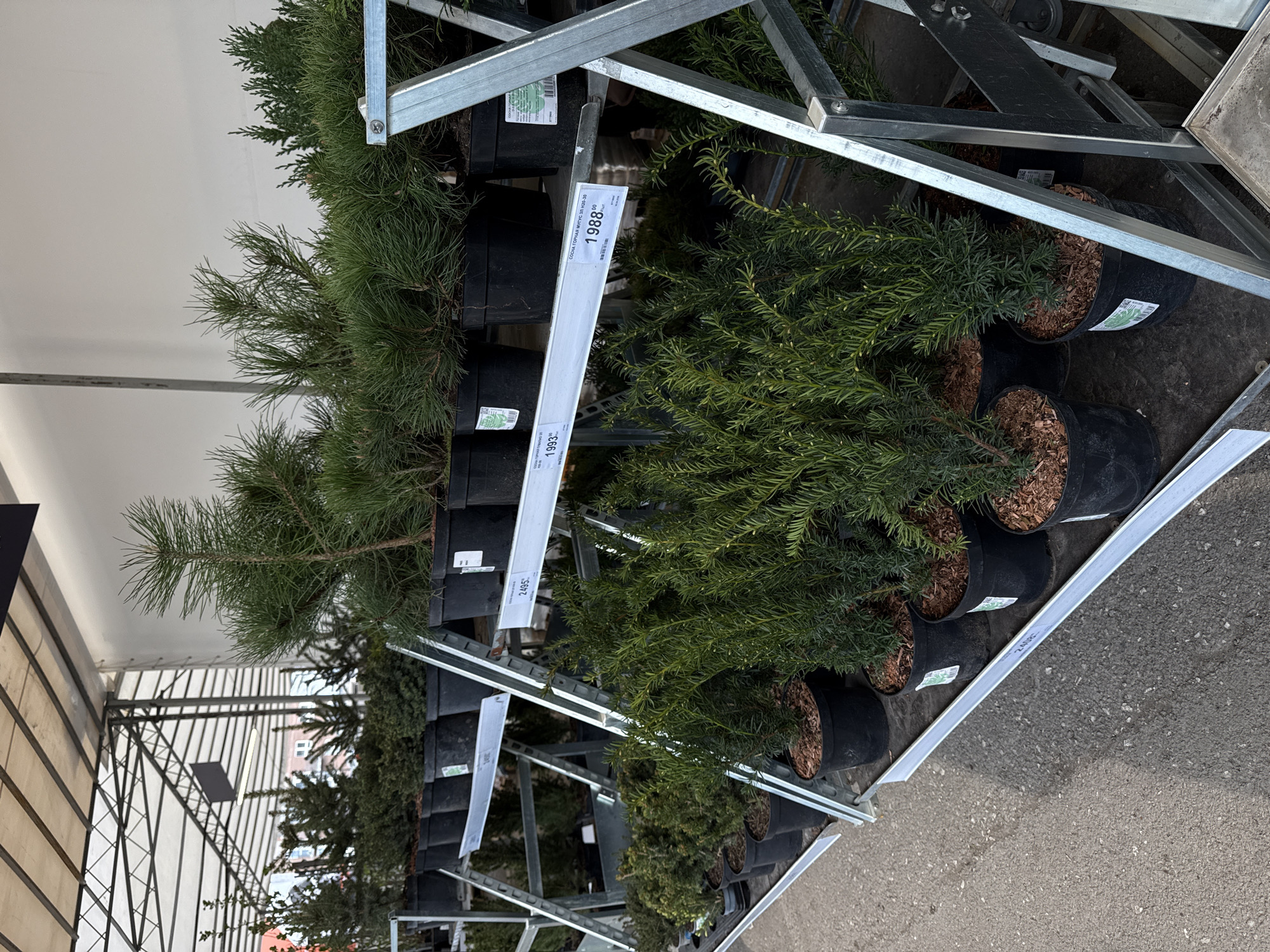 The image shows a display of potted evergreen trees in a retail setting, likely a garden center or plant nursery. The trees are arranged on a metal shelving unit with multiple tiers. The trees are of varying types, including what appears to be a pine and a yew. Price tags are visible on the shelving unit, indicating the cost of each tree. The background is blurred, but it suggests an indoor or covered area with a bright white ceiling. The location is potentially in Izhevsk, Russia.