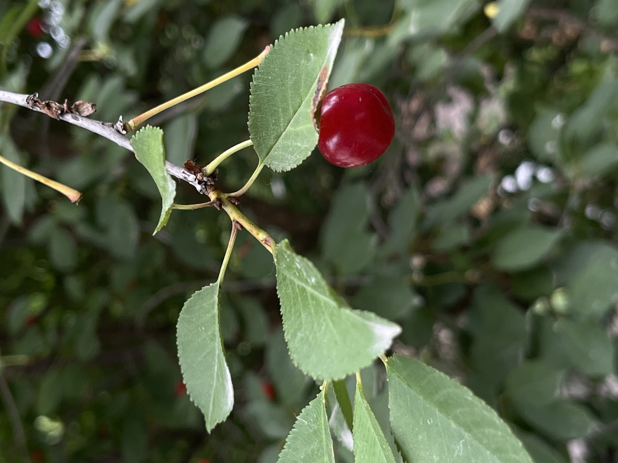 A single, ripe red cherry hangs from a thin stem, attached to a branch among lush green foliage. The cherry is round and glossy, with a deep crimson hue. Several green leaves surround the fruit, some serrated along the edges, and others smooth. The branch itself is thin and greyish, with a few small, dried buds or remnants of past growth. The background is a soft blur of more green leaves and some out-of-focus highlights, suggesting a natural setting, likely outdoors on a bright day, as indicated by the specular highlights. The overall impression is one of natural bounty and the simple beauty of a ripe cherry on its tree. The scene is likely a close-up of a fruit-bearing branch, emphasizing the single, vibrant cherry as the focal point. The context of Lviv, Ukraine, places this image within a European setting where fruit trees are common. There is no visible text in the image.