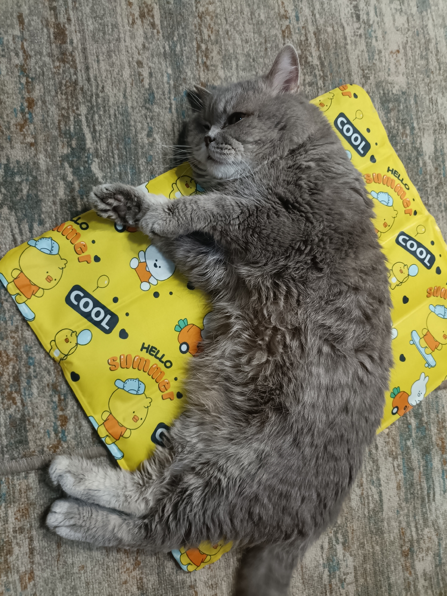 A grey, fluffy cat is lying on its back on a yellow mat with cartoon ducklings and carrots printed on it. The mat has the words "COOL" and "HELLO SUMMER" printed on it. The cat's eyes are partially closed and it appears to be sleeping. The mat is on a carpeted floor. The scene is indoors and appears to be a domestic setting. There is no indication of location in Bataysk, Russia.